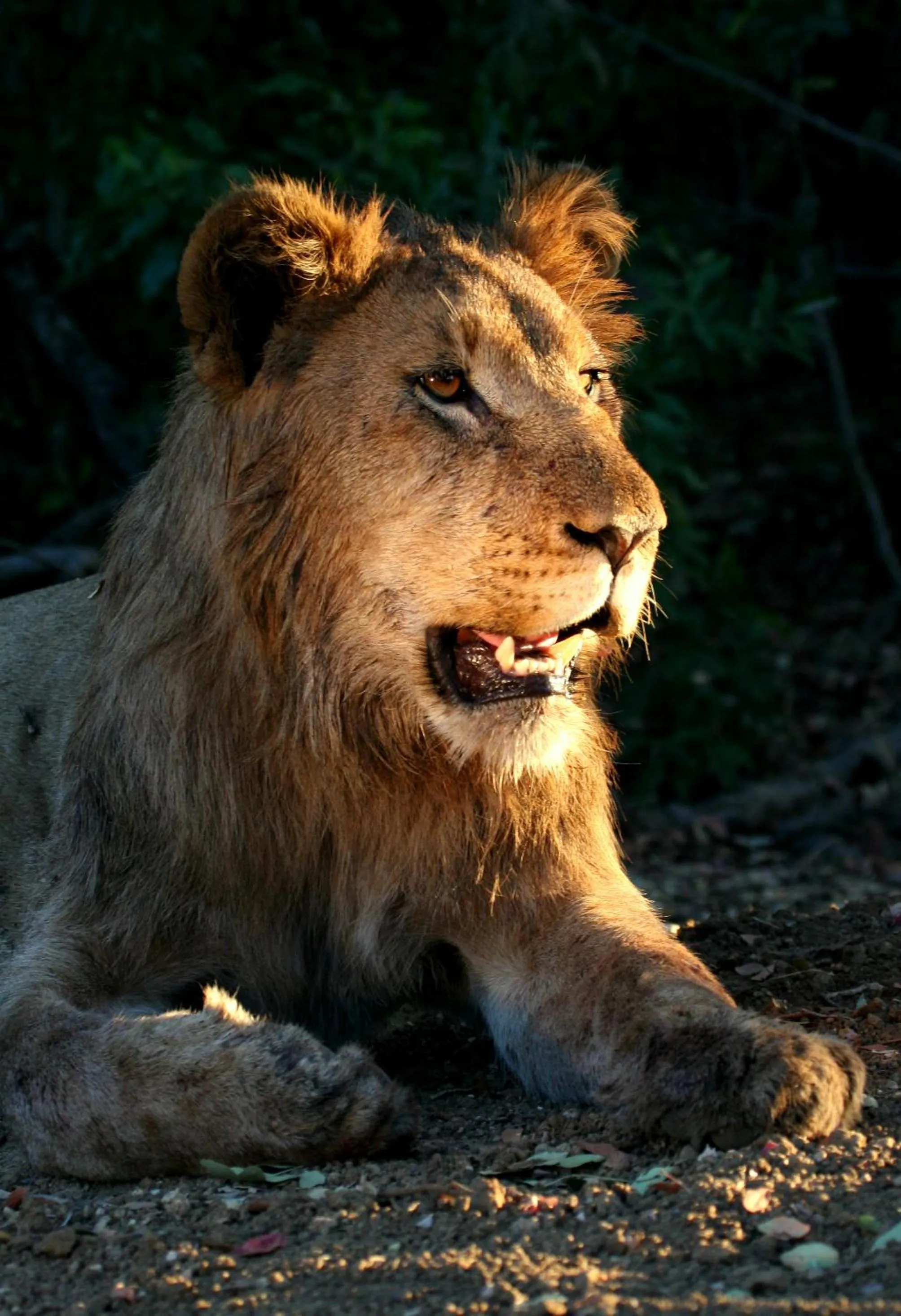 Activities in Karongwe River Lodge