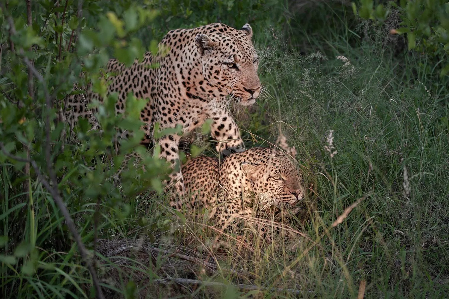 Animals in Karongwe River Lodge