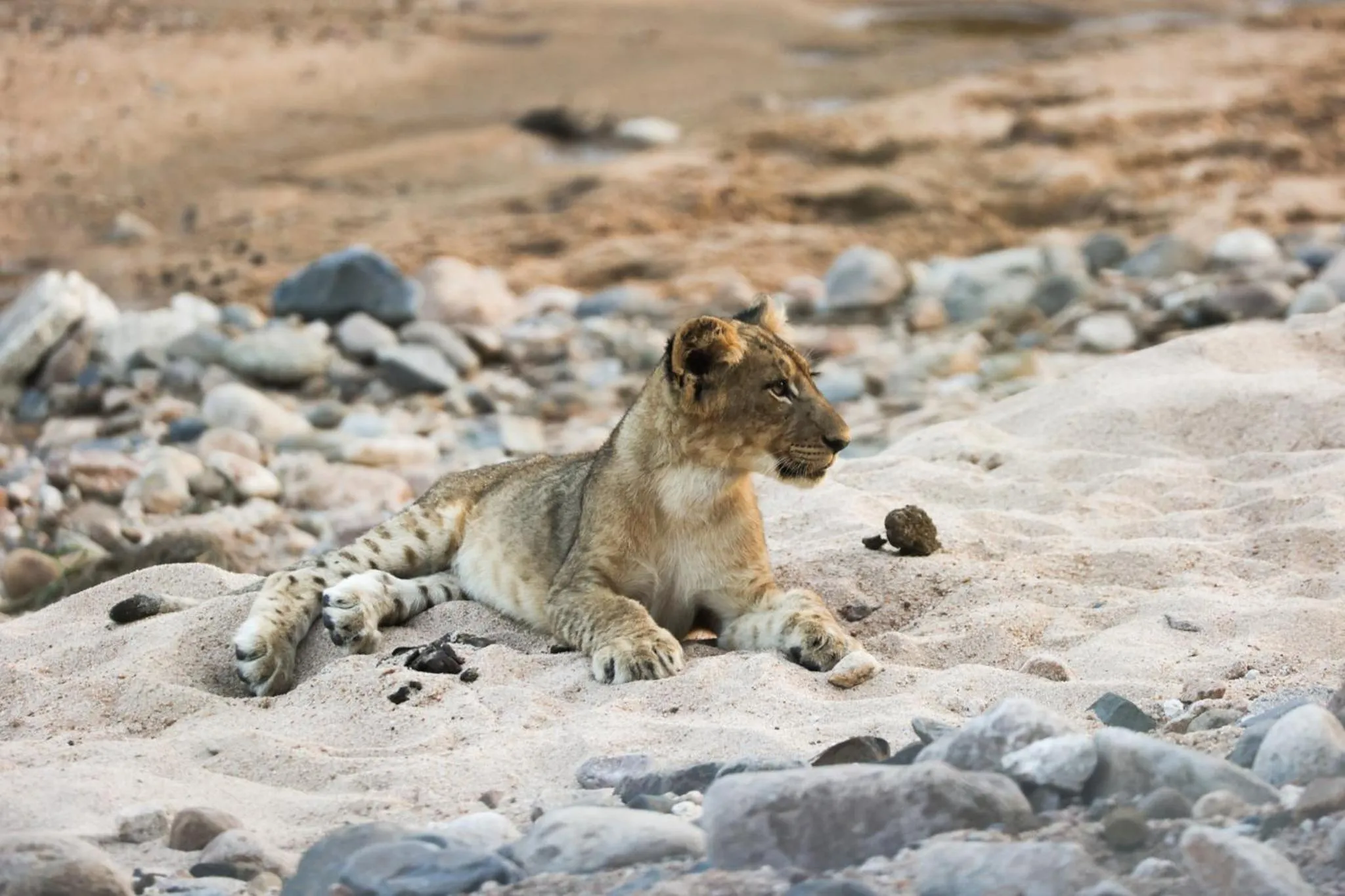 Animals in Karongwe River Lodge