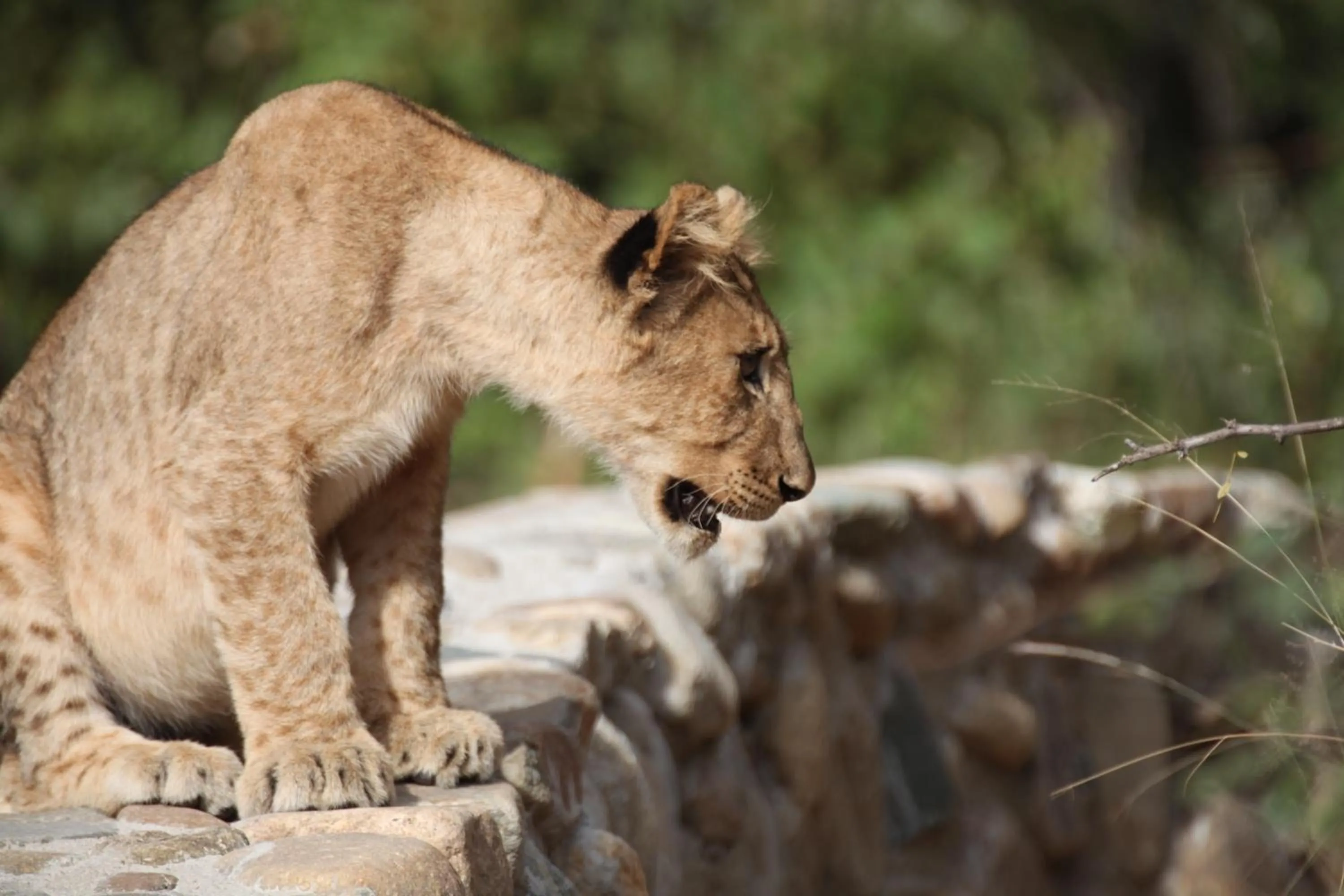 Property building in Karongwe River Lodge