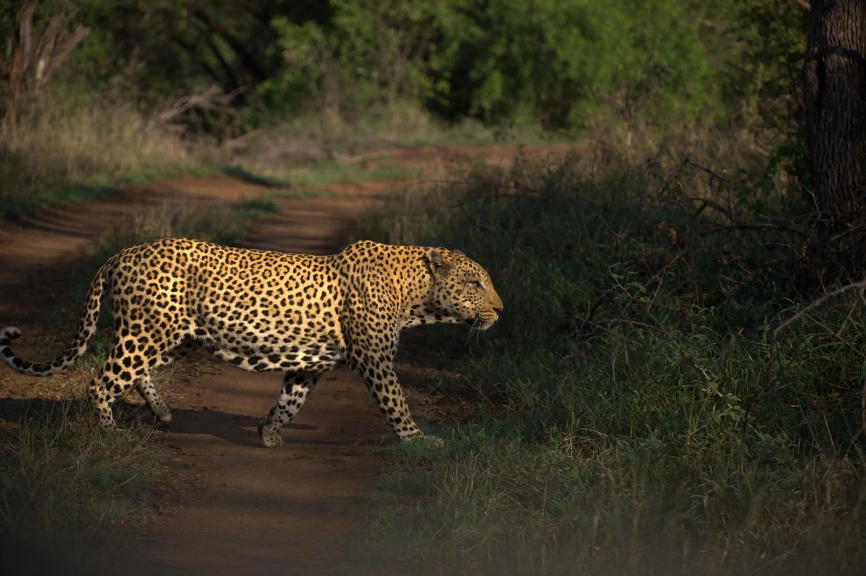 Activities in Karongwe River Lodge