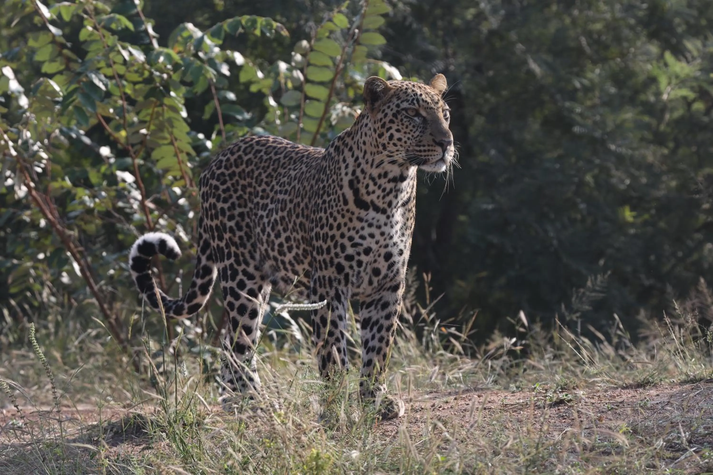 Animals in Karongwe River Lodge