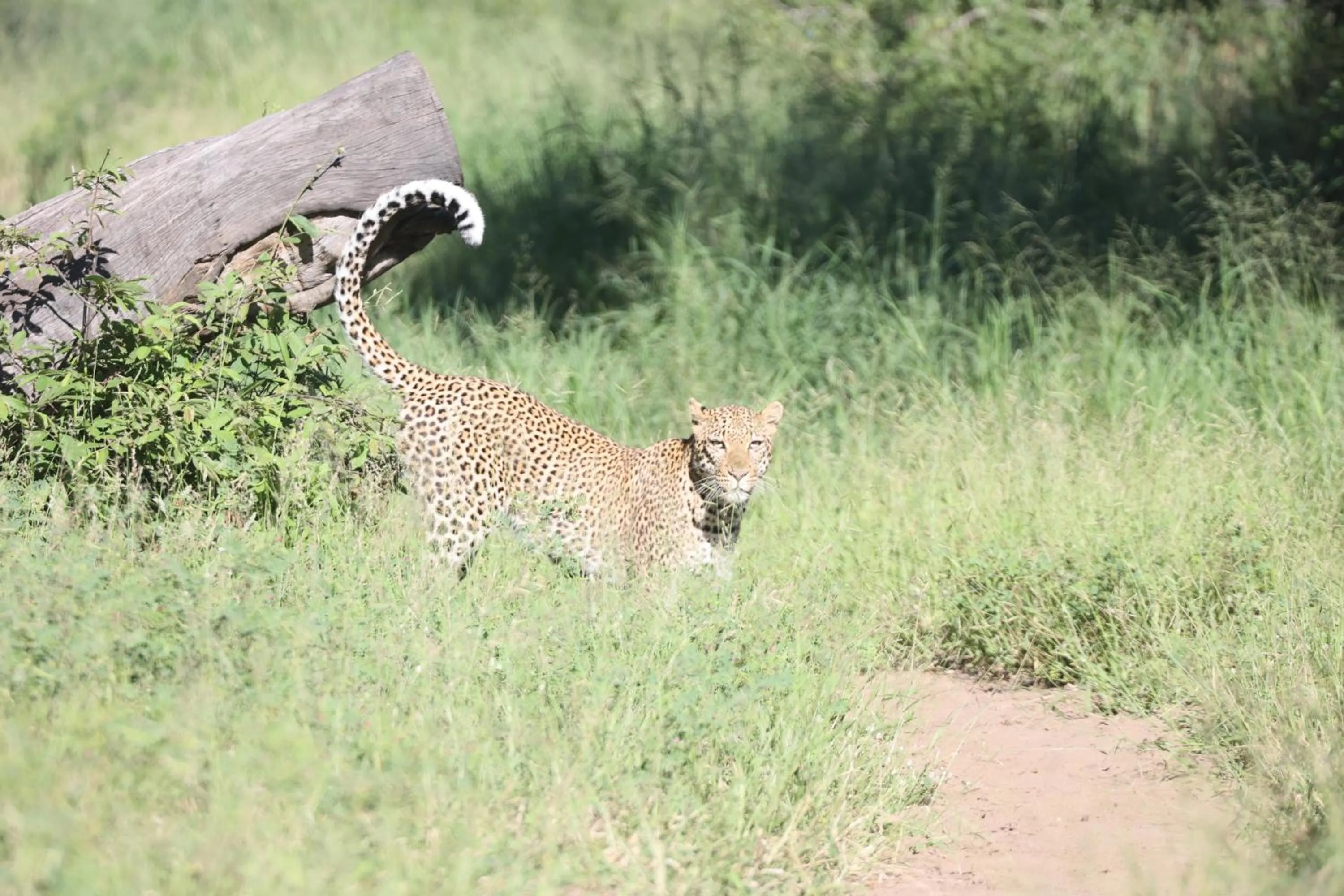Activities in Karongwe River Lodge