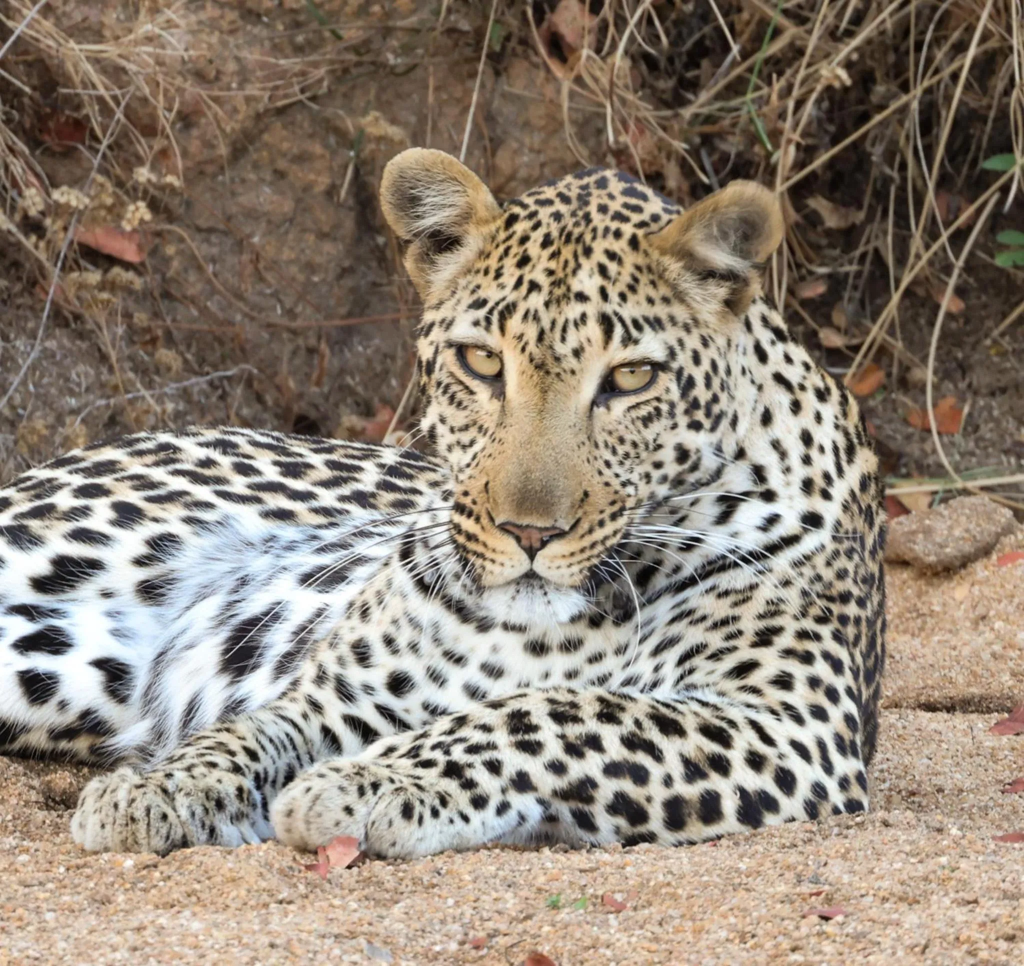 Animals in Karongwe River Lodge