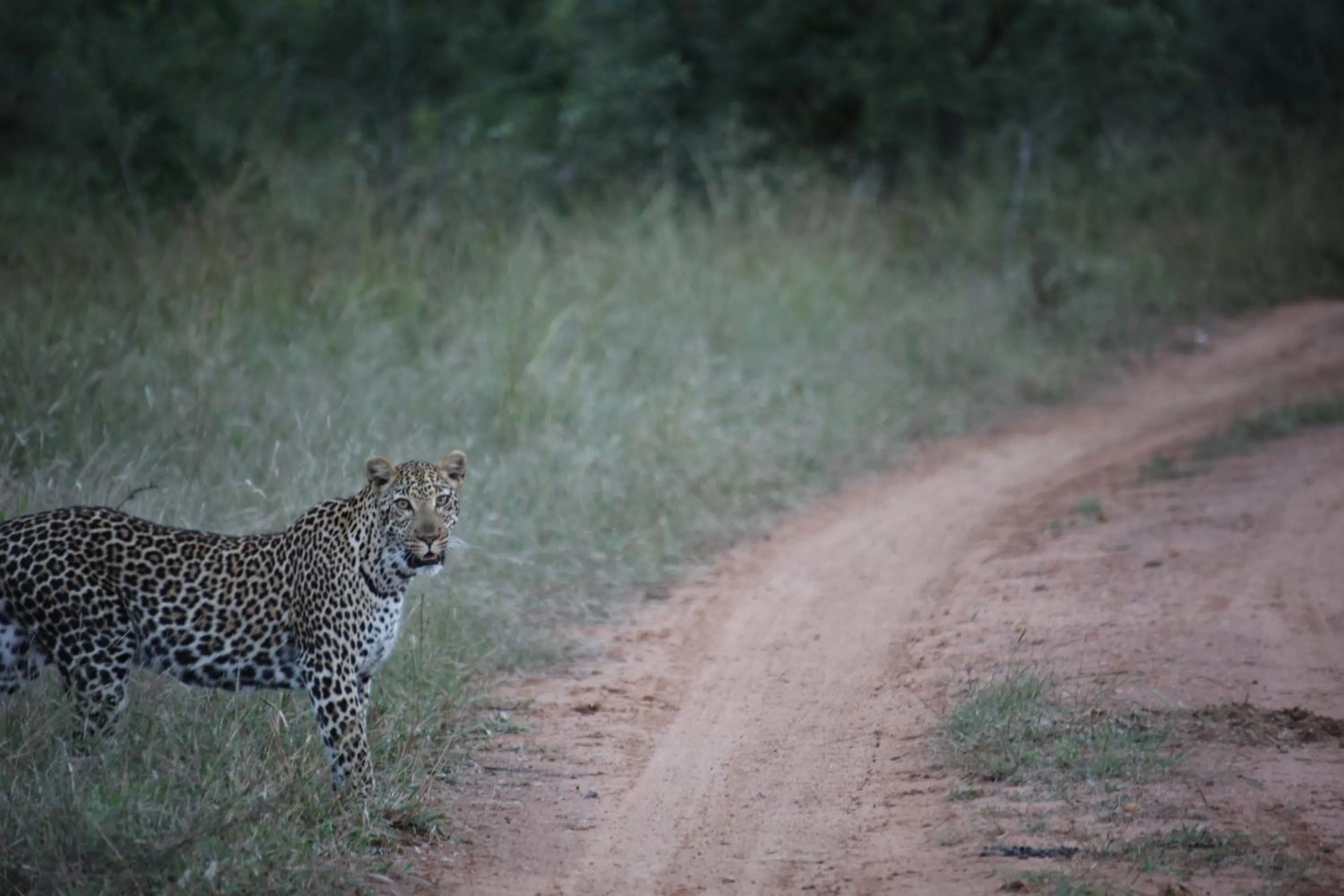 Property building in Karongwe River Lodge