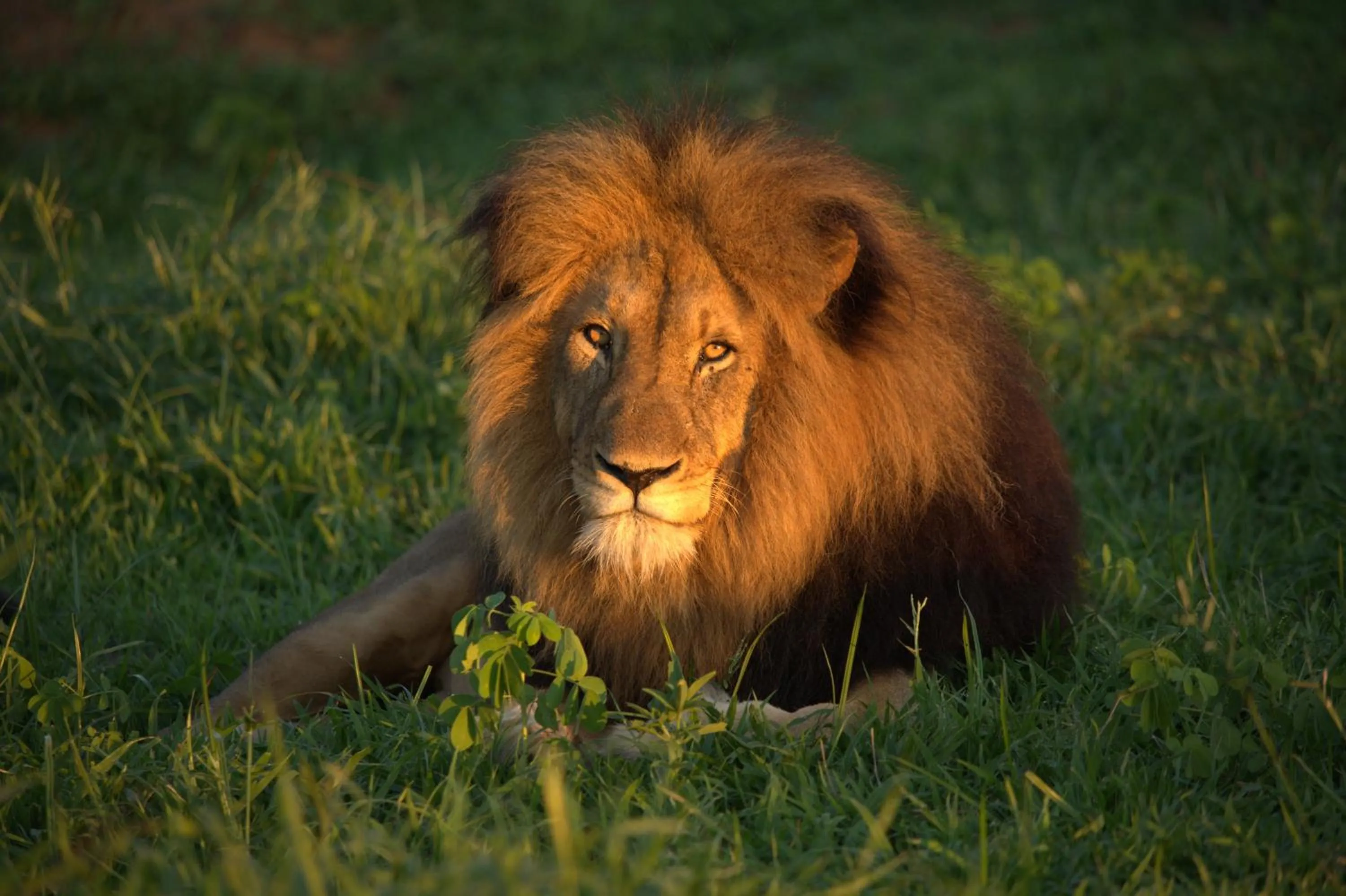 View (from property/room) in Karongwe River Lodge