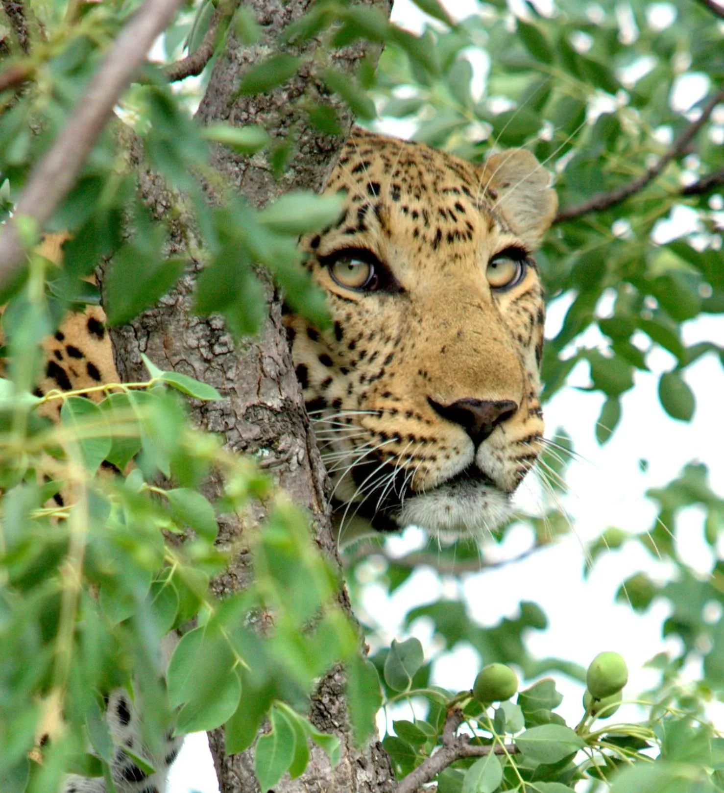 Animals in Karongwe River Lodge