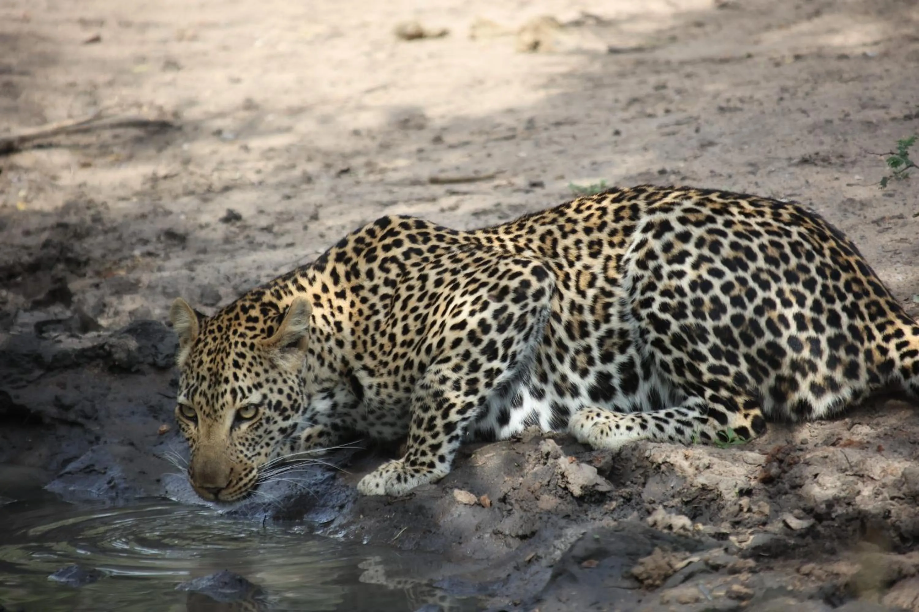 Animals in Karongwe River Lodge