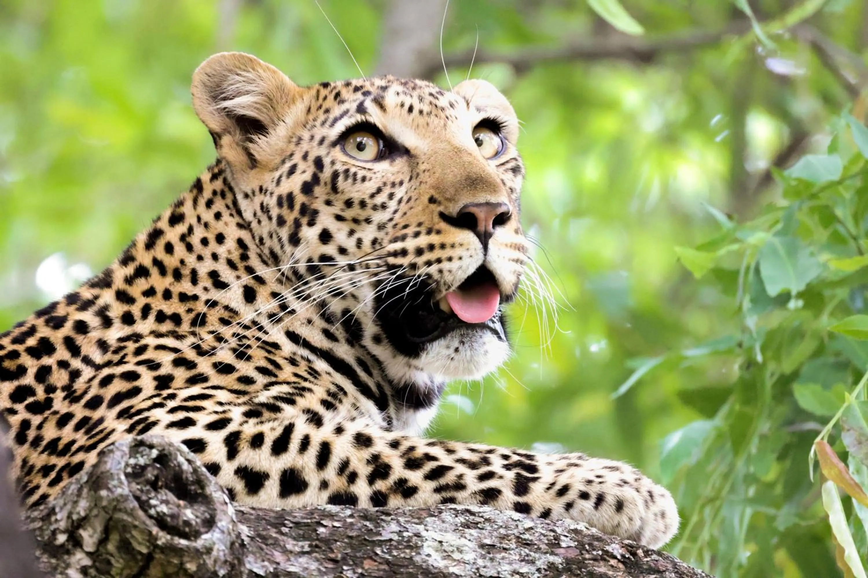 Animals in Karongwe River Lodge