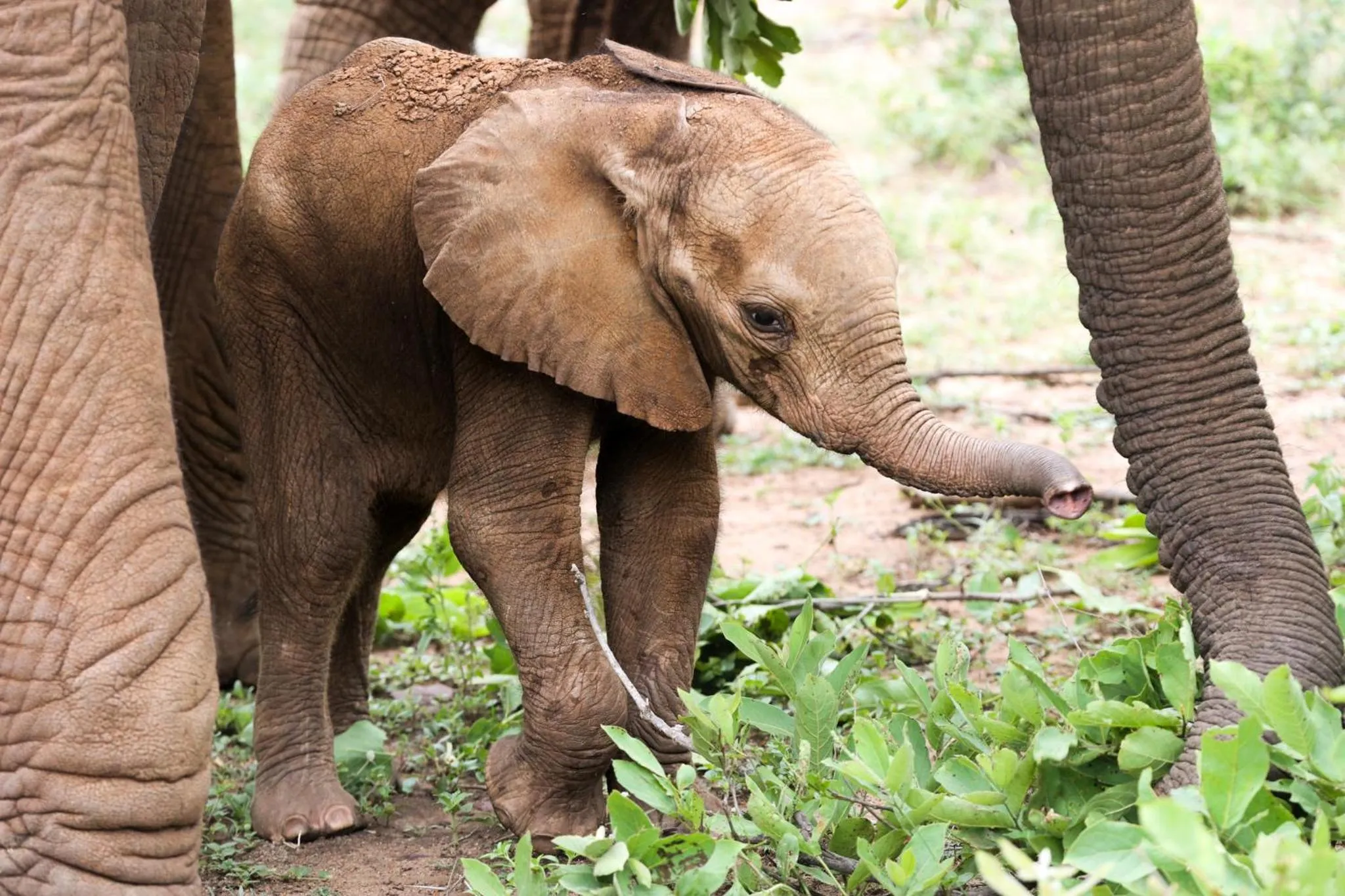 Animals in Karongwe River Lodge