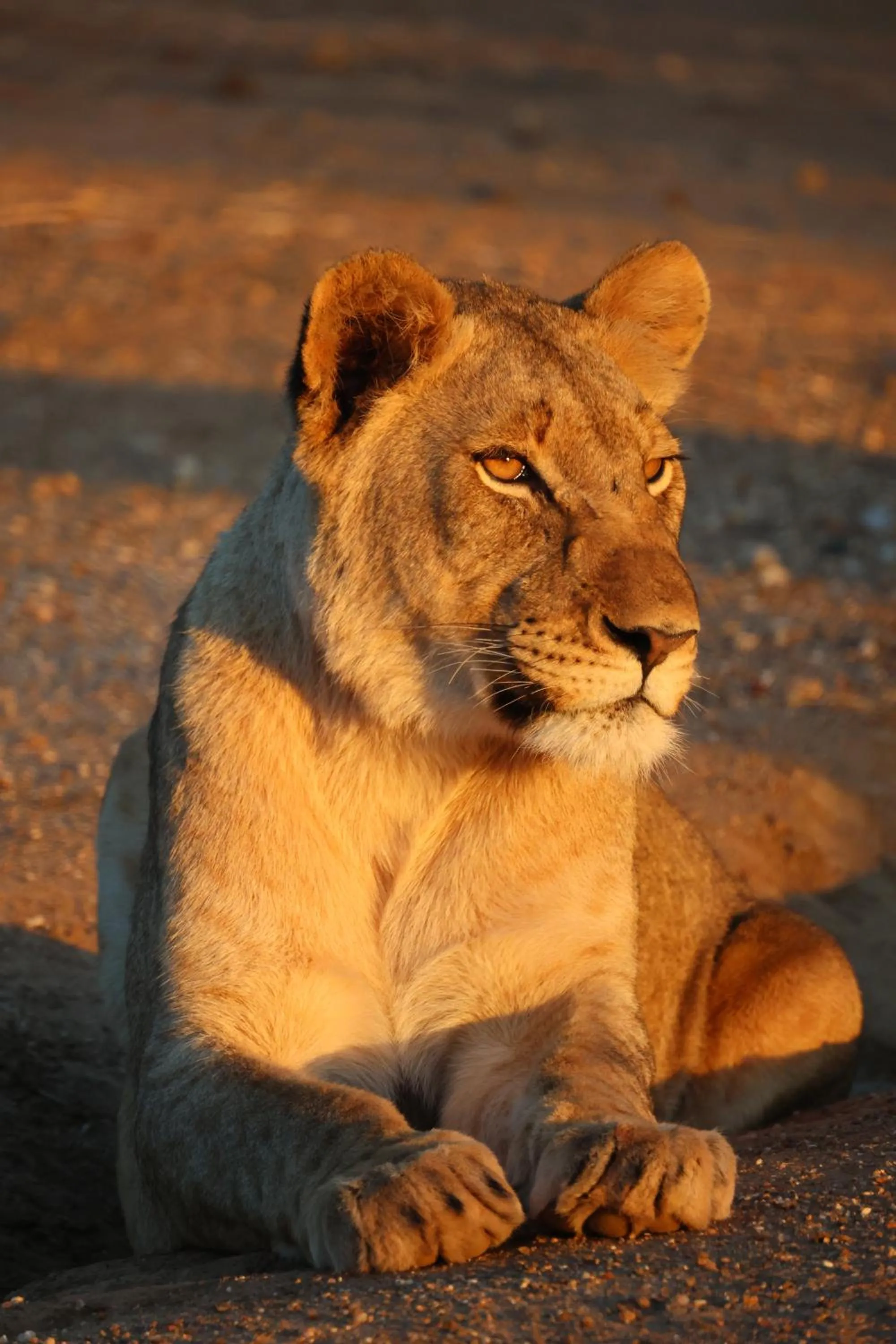 Animals in Karongwe River Lodge