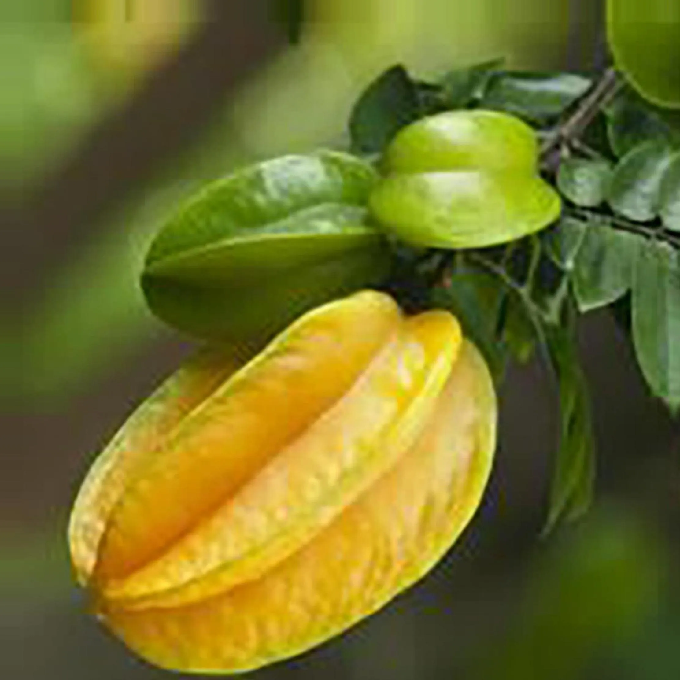 Swimming pool in Starfruit villa Hoi An