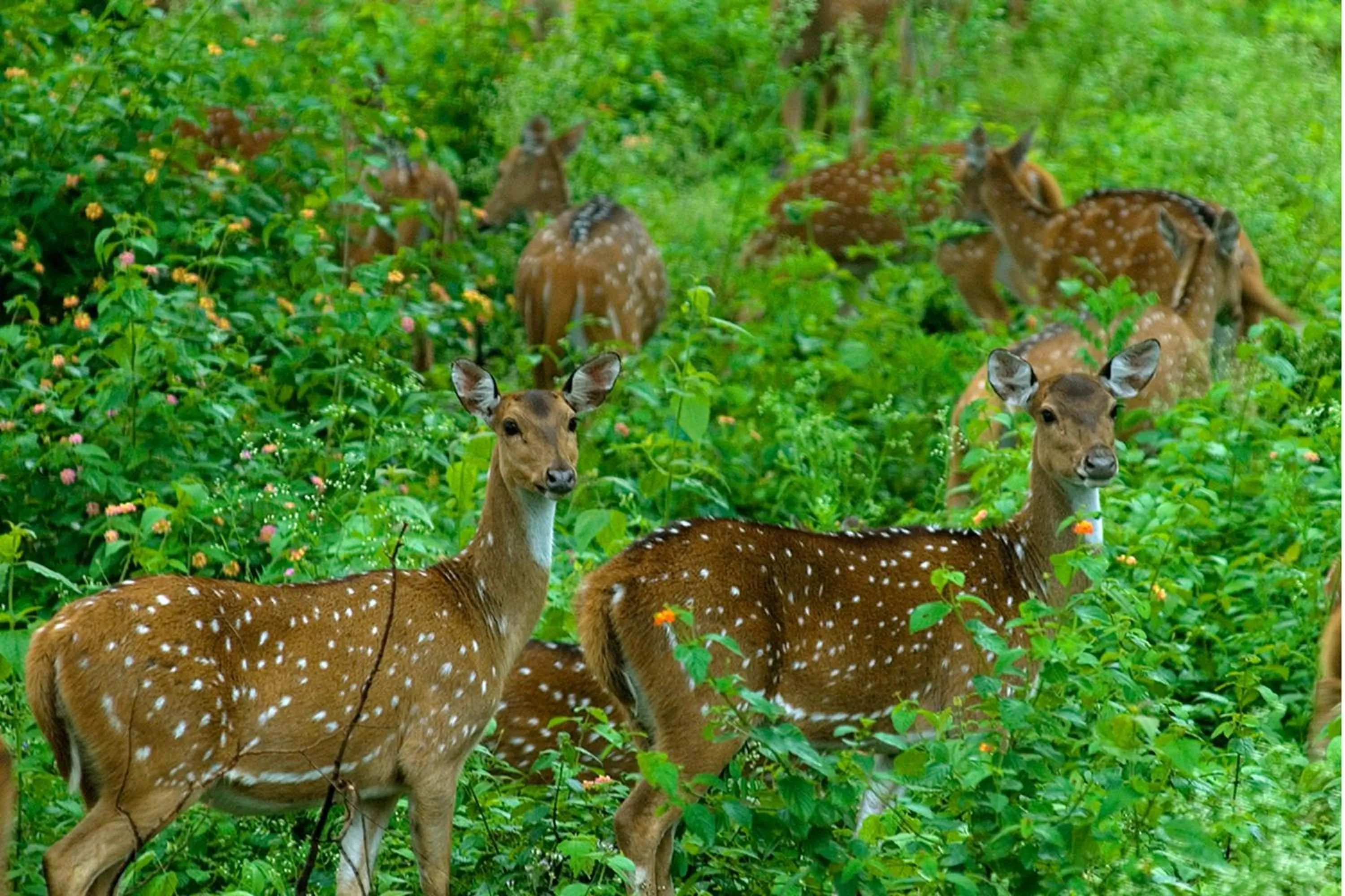 Animals in Vythiri Resort