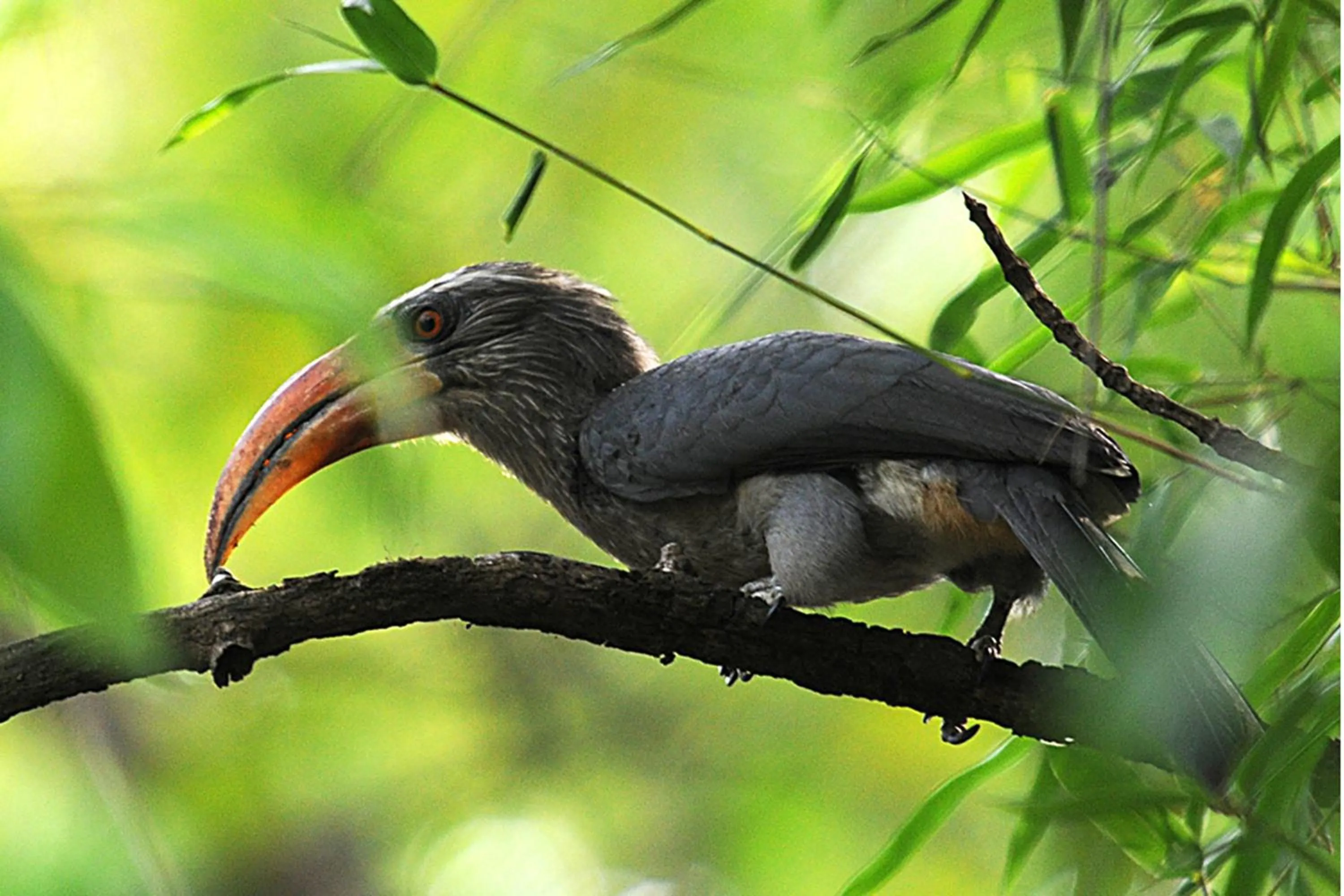 Animals in Vythiri Resort