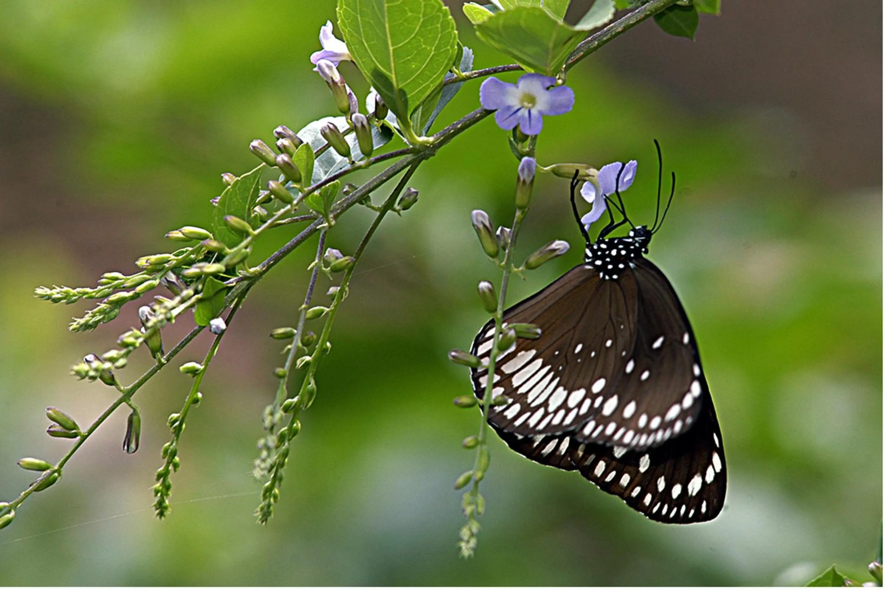 Spring in Vythiri Resort