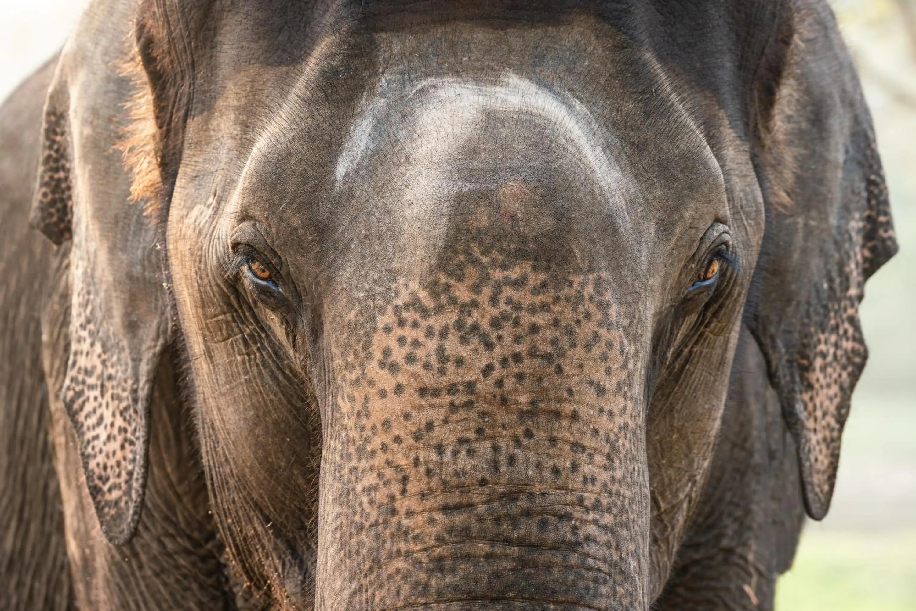 Property building in Kaav Safari Lodge, Kabini