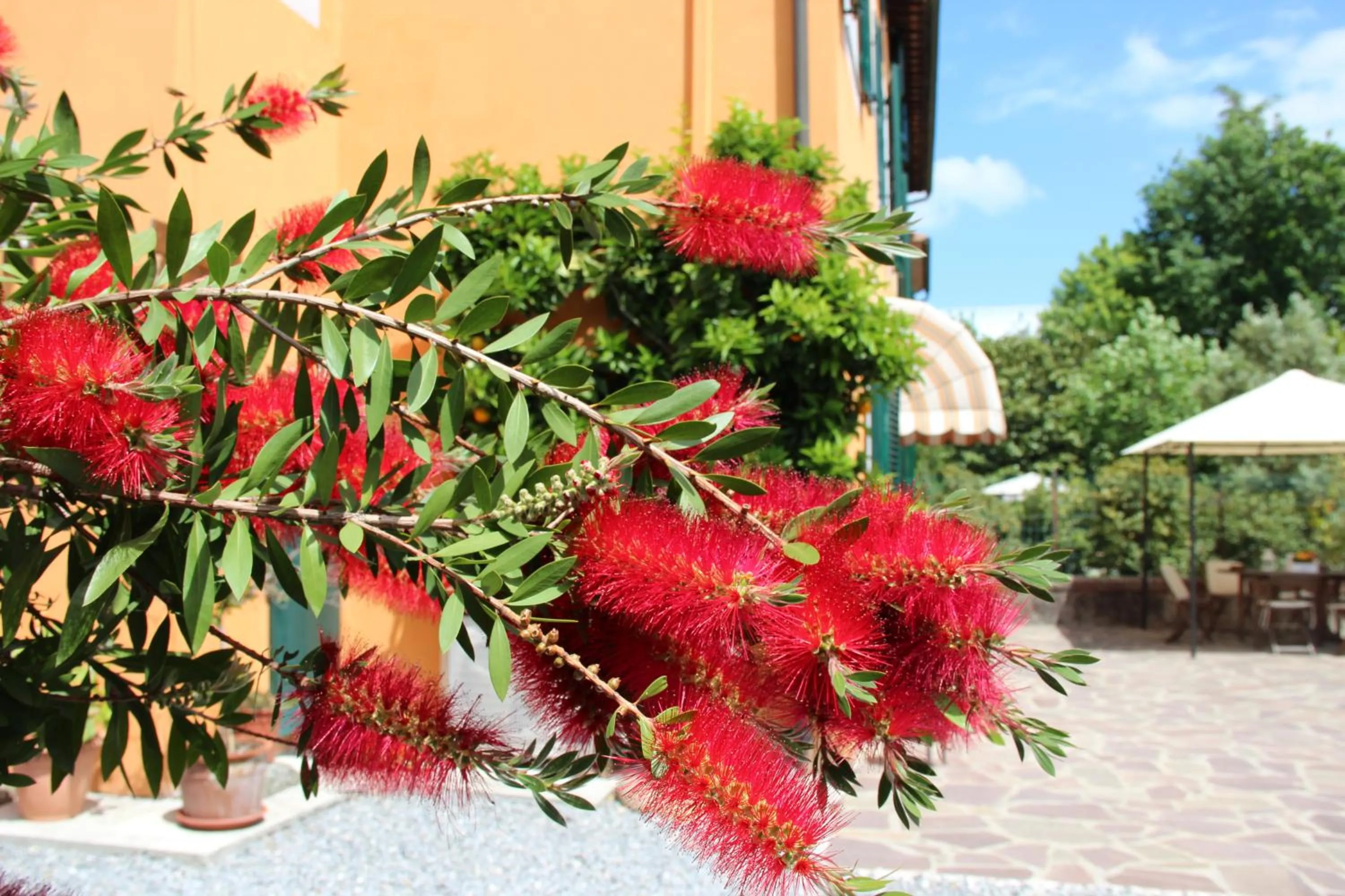 Spring in Bed & Breakfast Lucca Fora