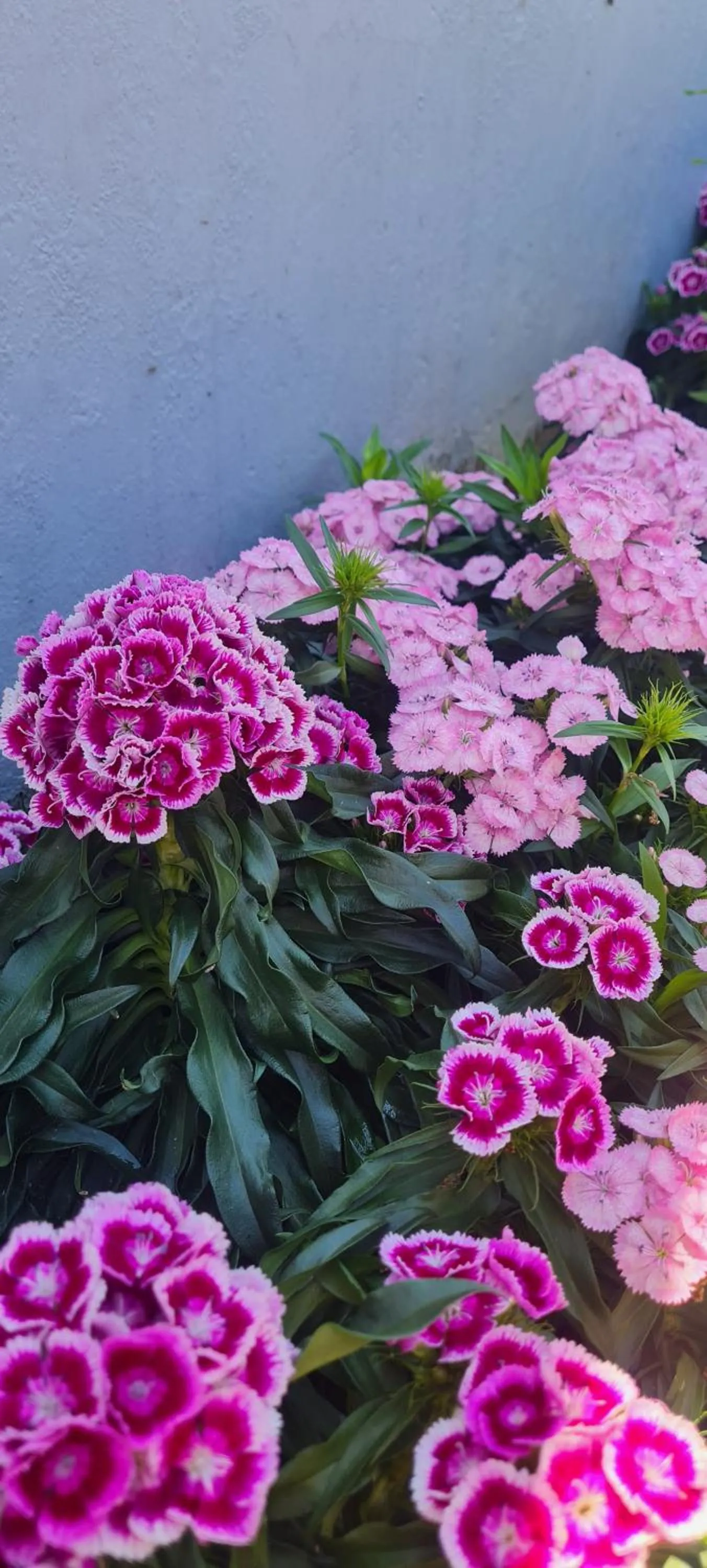 Spring in Mosswood Bed & Breakfast