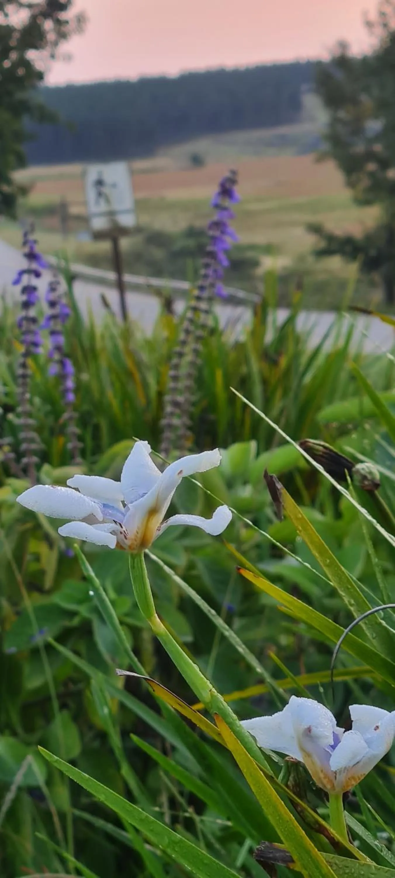 Neighbourhood in Mosswood Bed & Breakfast