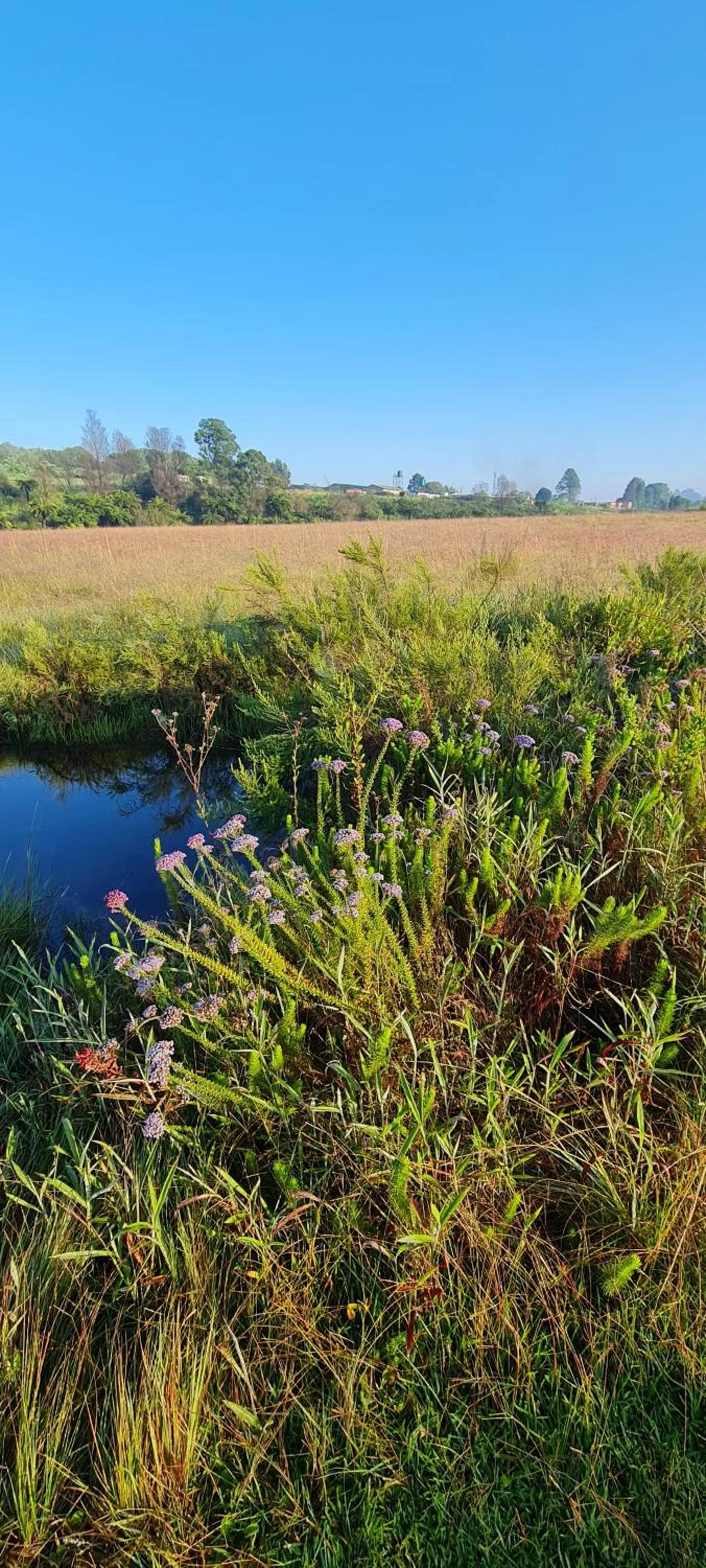 Natural landscape in Mosswood Bed & Breakfast