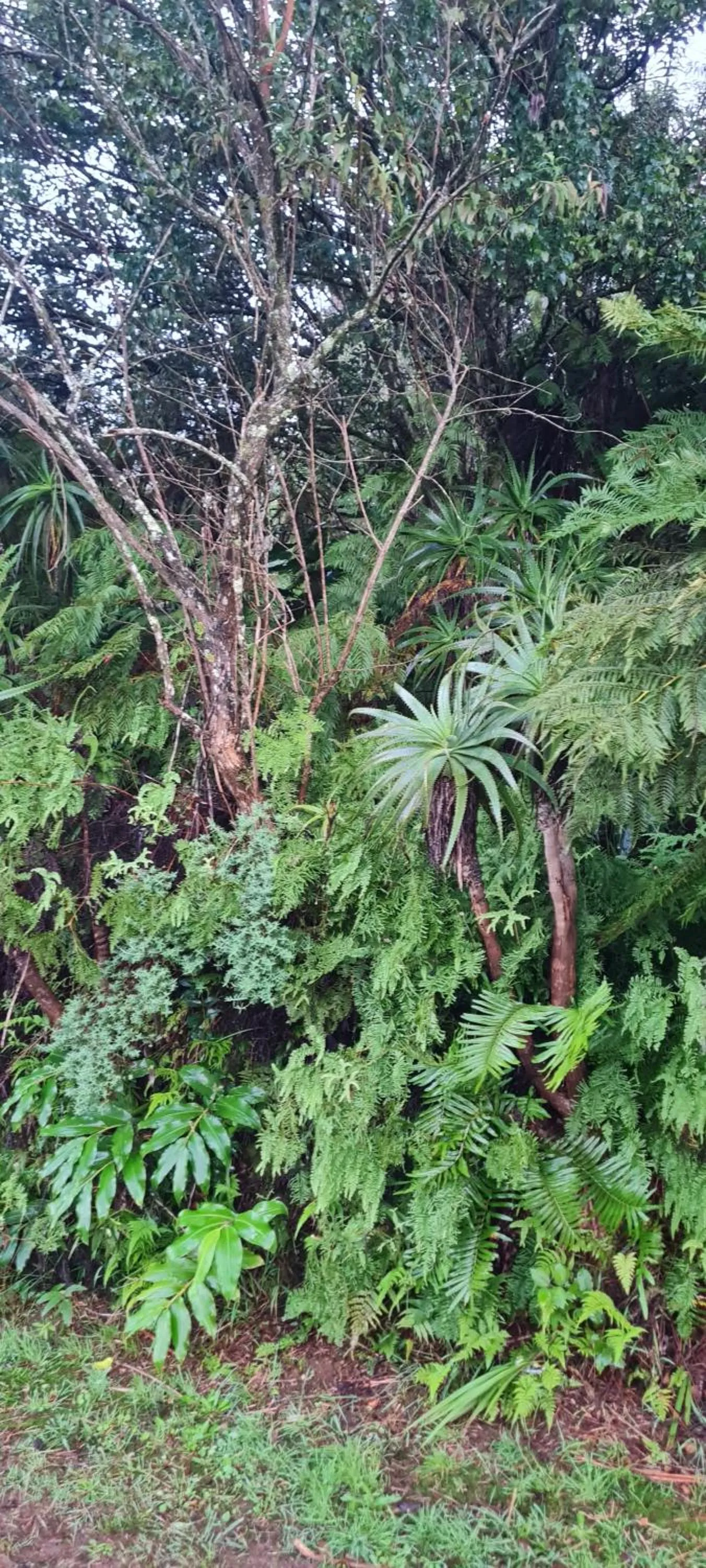 Natural landscape in Mosswood Bed & Breakfast