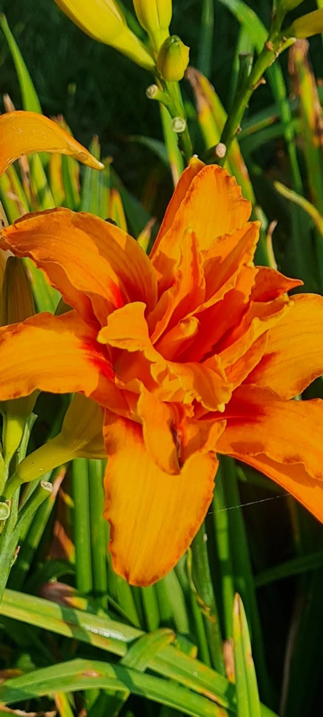 Garden view in Mosswood Bed & Breakfast