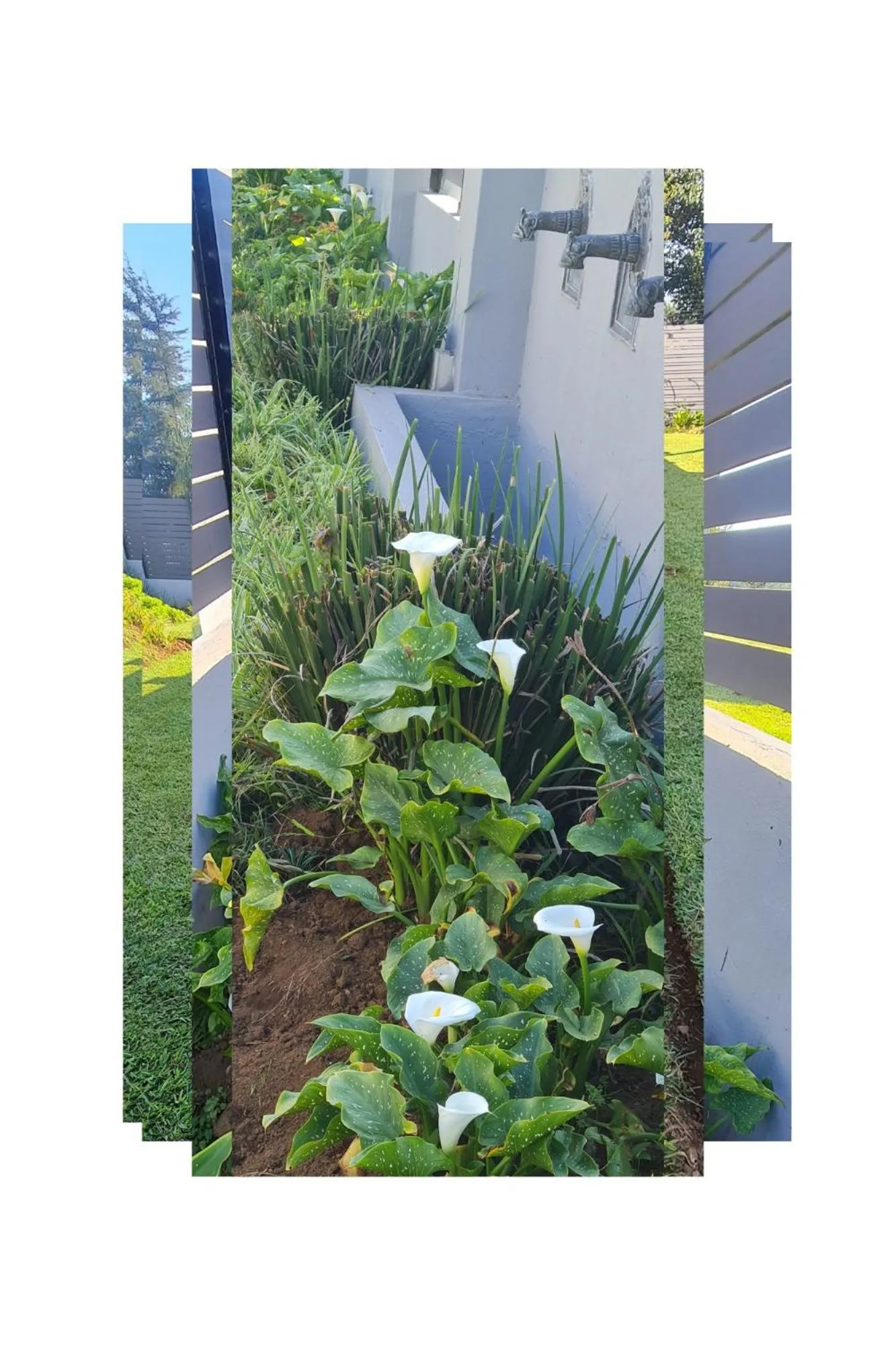 Garden in Mosswood Bed & Breakfast