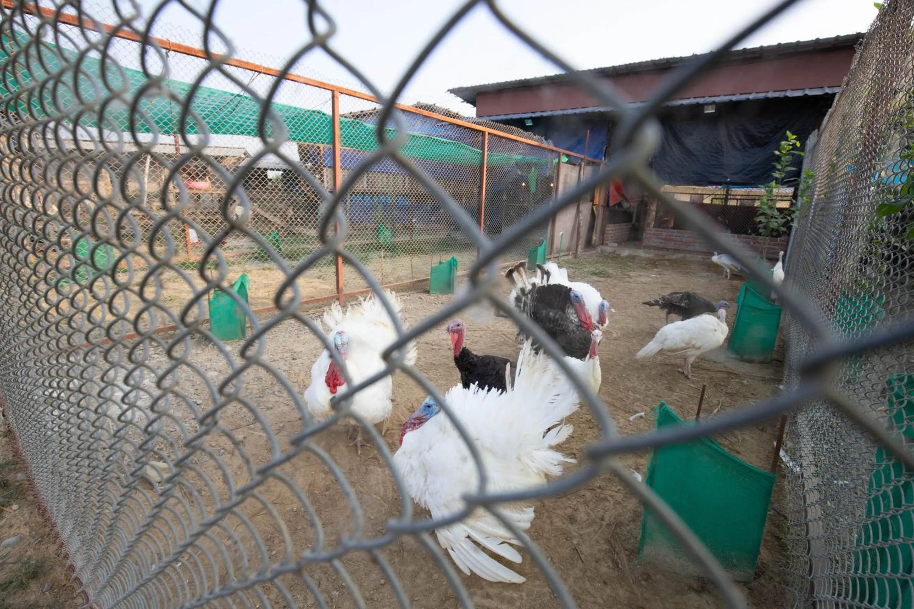 Activities in Lumbini Palace Resort