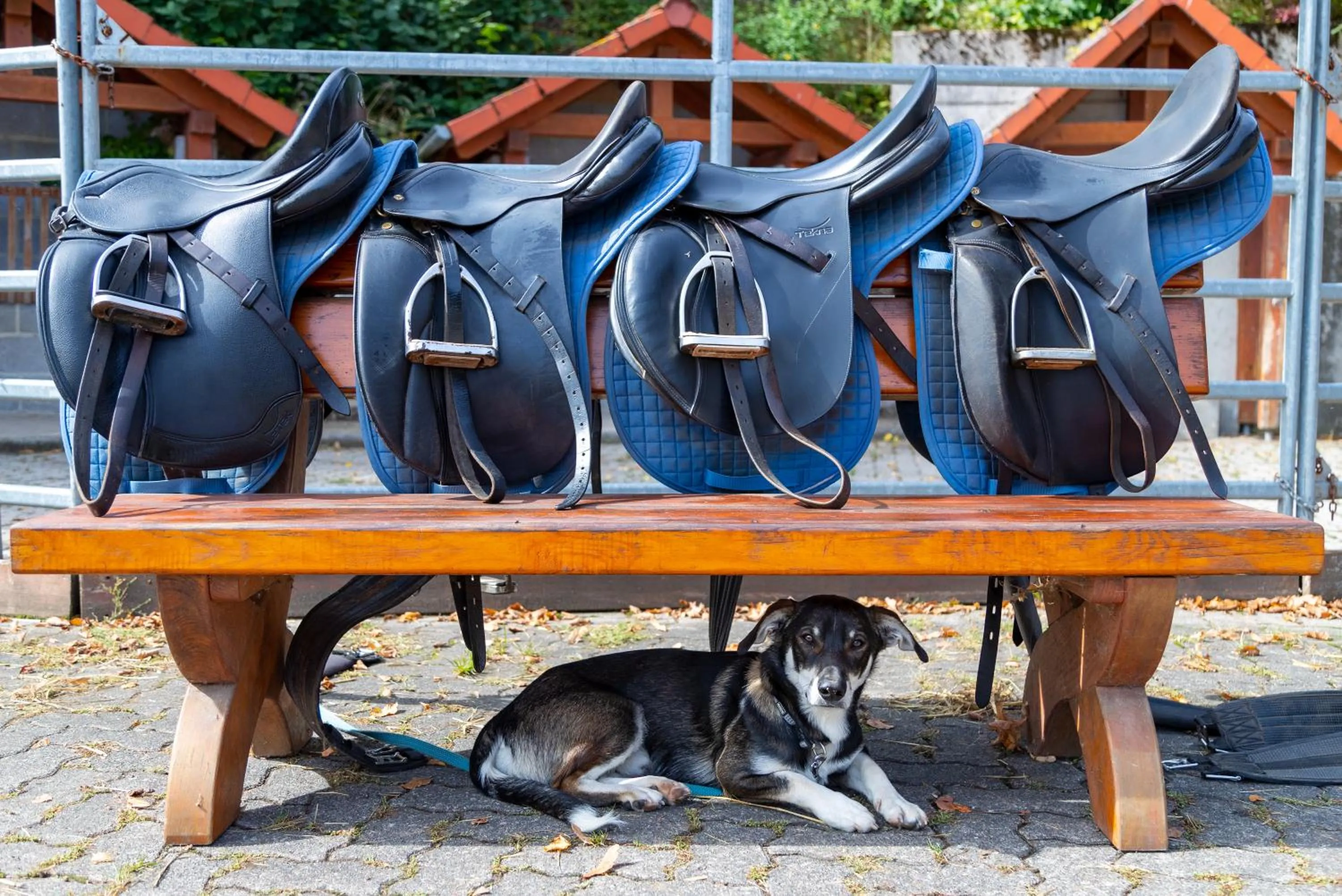 Pets in Hotel Freund - Privathotels Dr Lohbeck