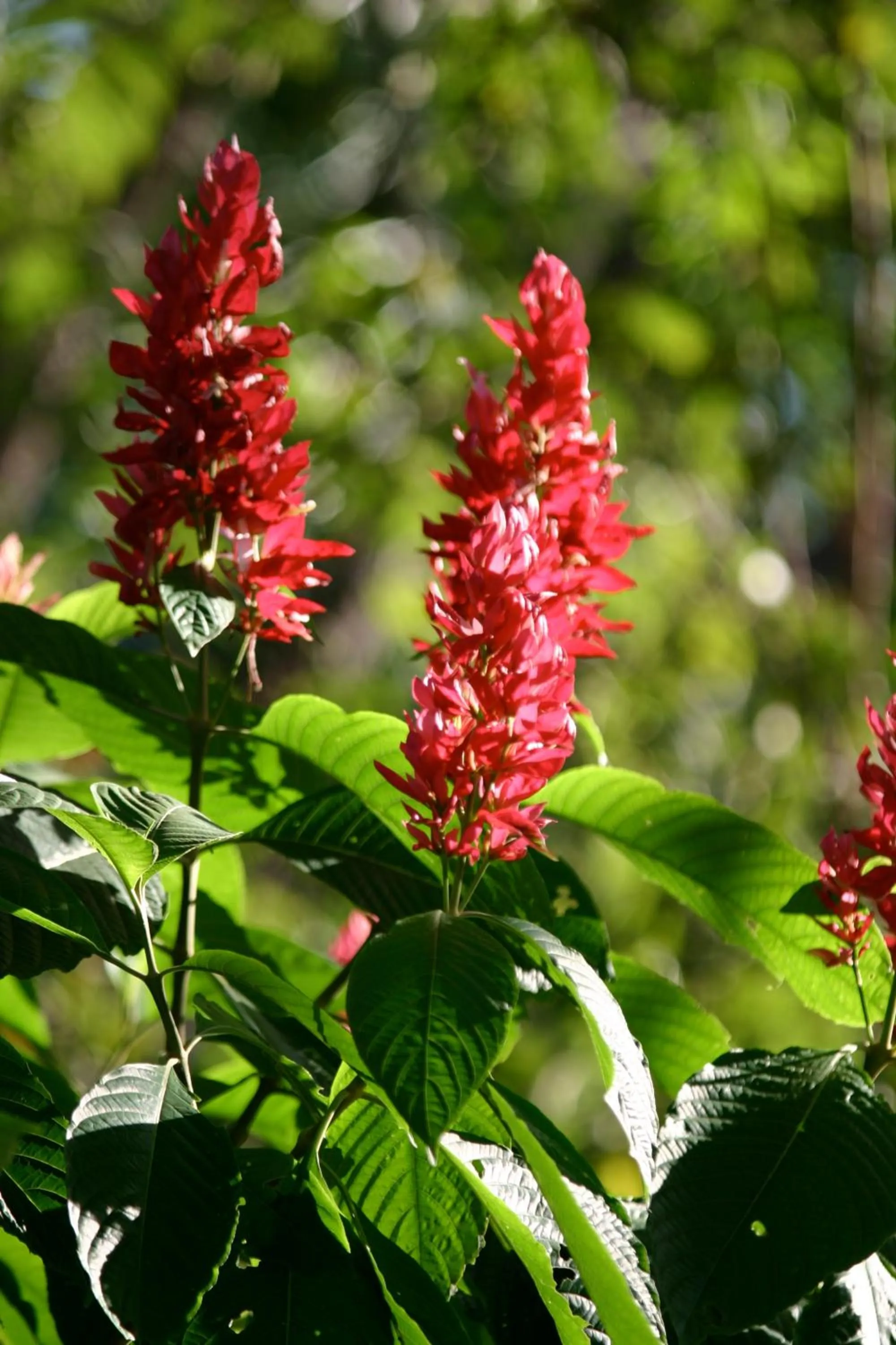 Garden in Hotel Vista de Olas