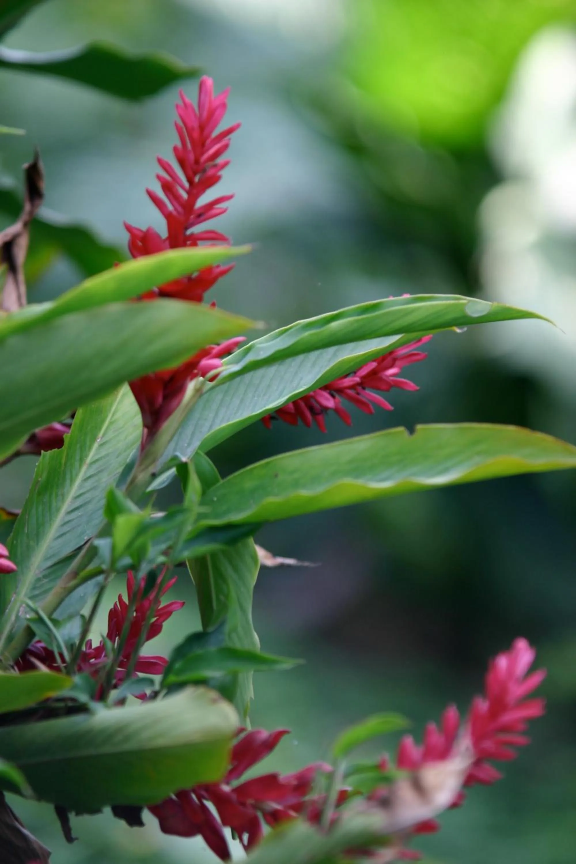 Garden in Hotel Vista de Olas