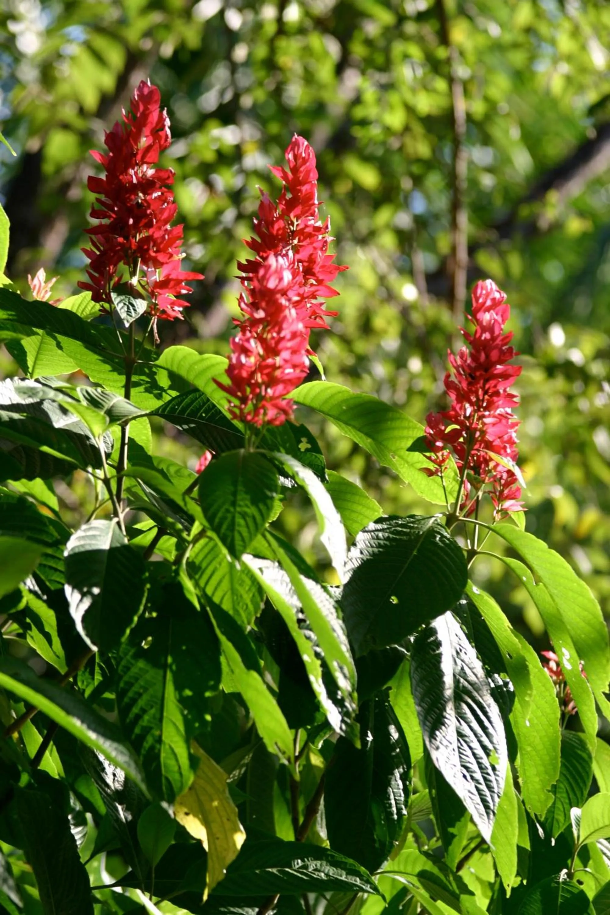 Garden in Hotel Vista de Olas