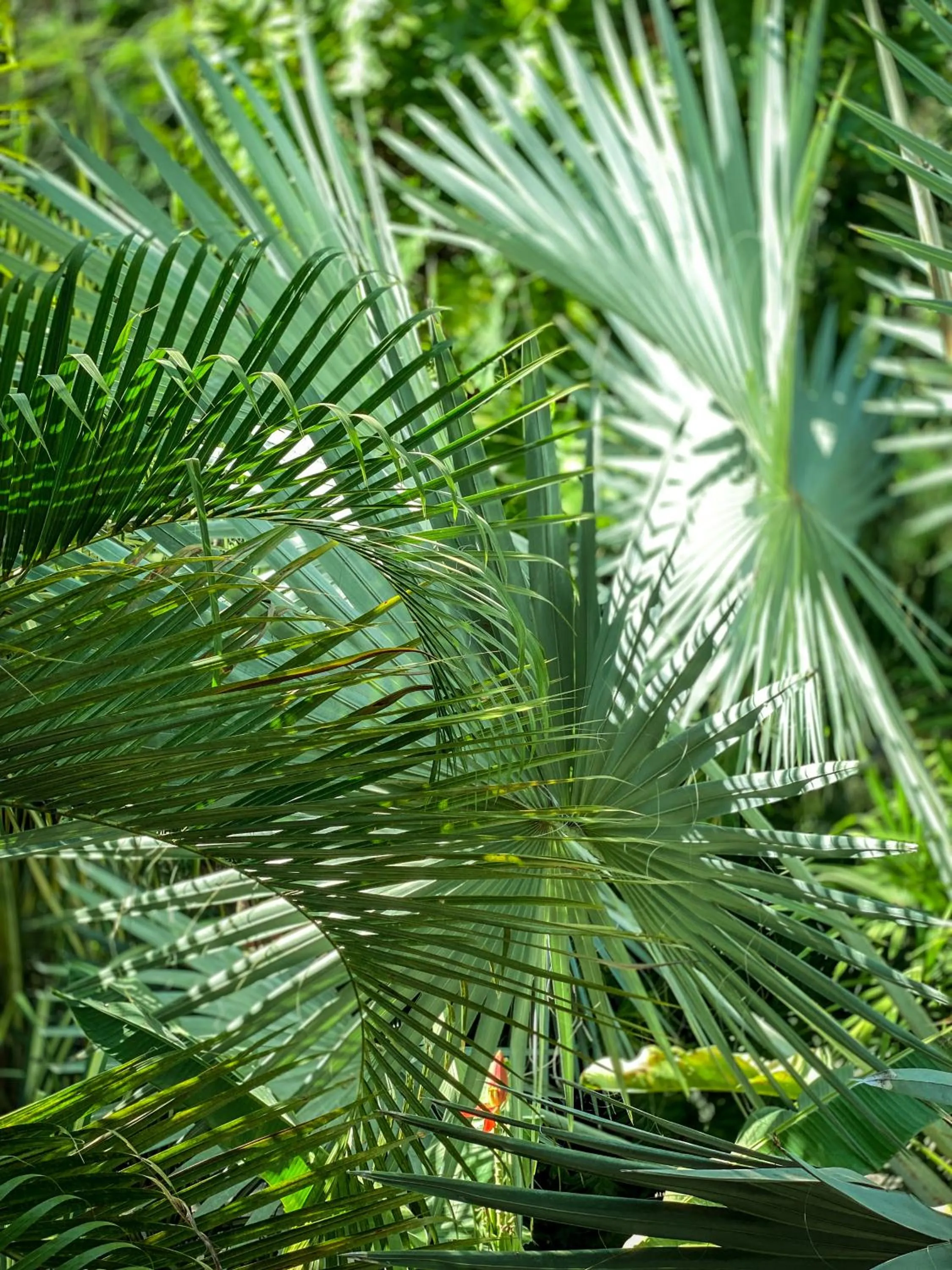 Natural landscape in Hotel Vista de Olas