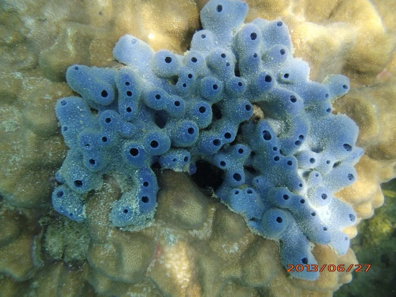 Snorkeling in Suan Bankrut Beach Resort