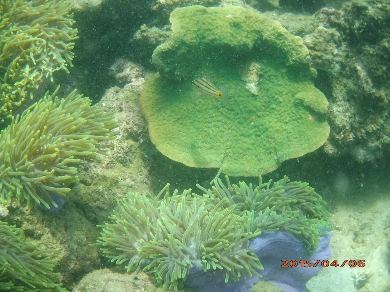 Snorkeling in Suan Bankrut Beach Resort