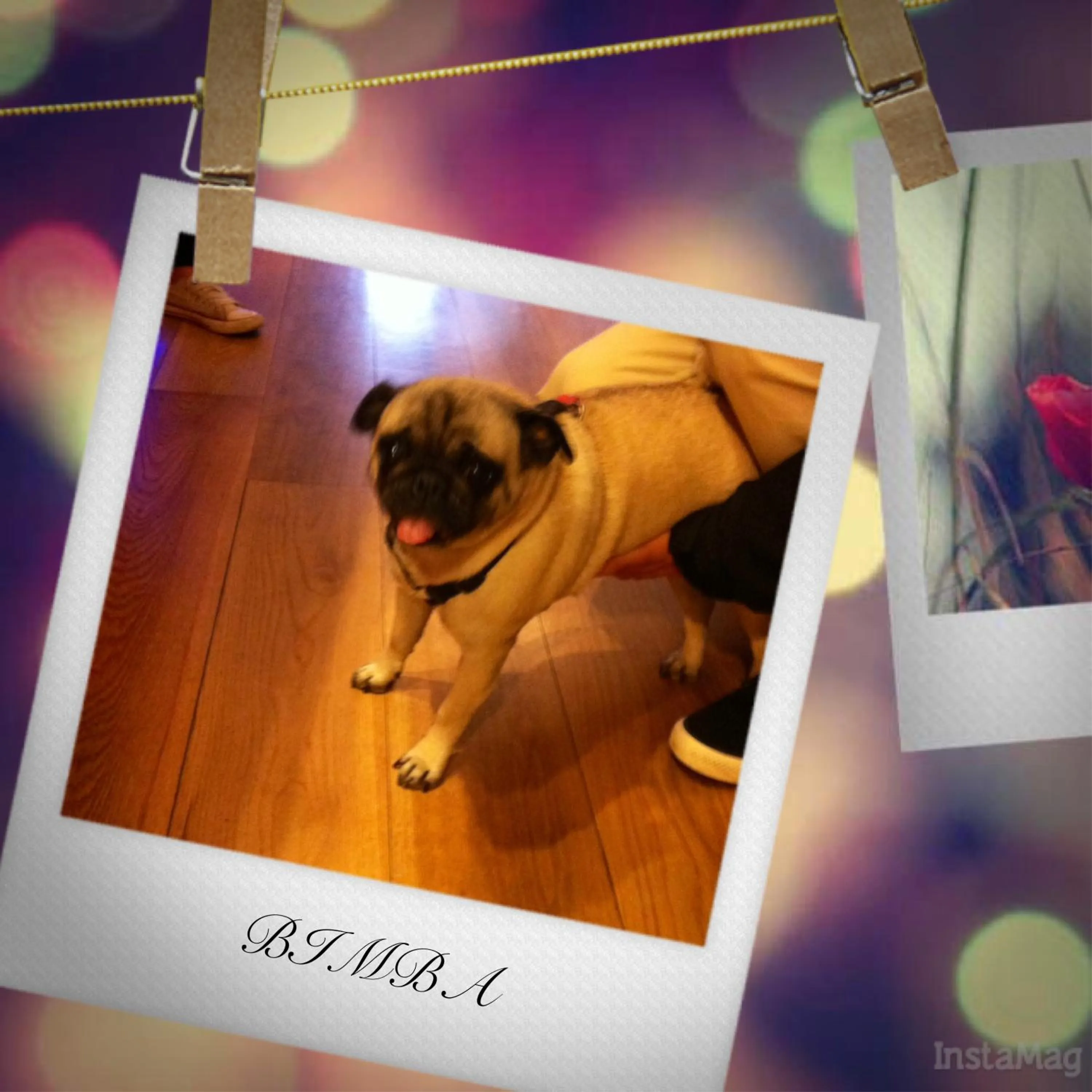 Animals in Hosteria Santander