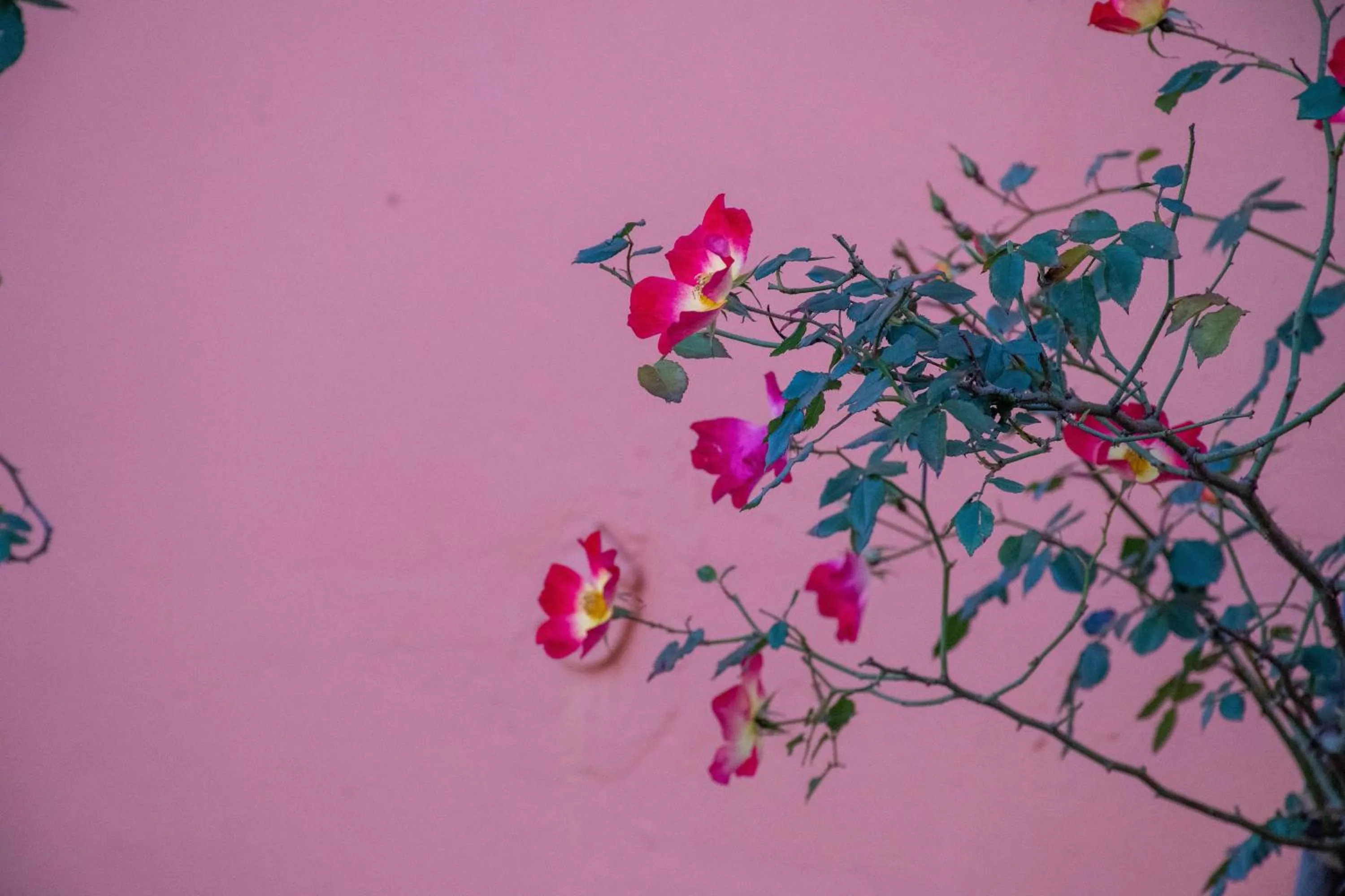 Breakfast in Byron Traditional Hotel