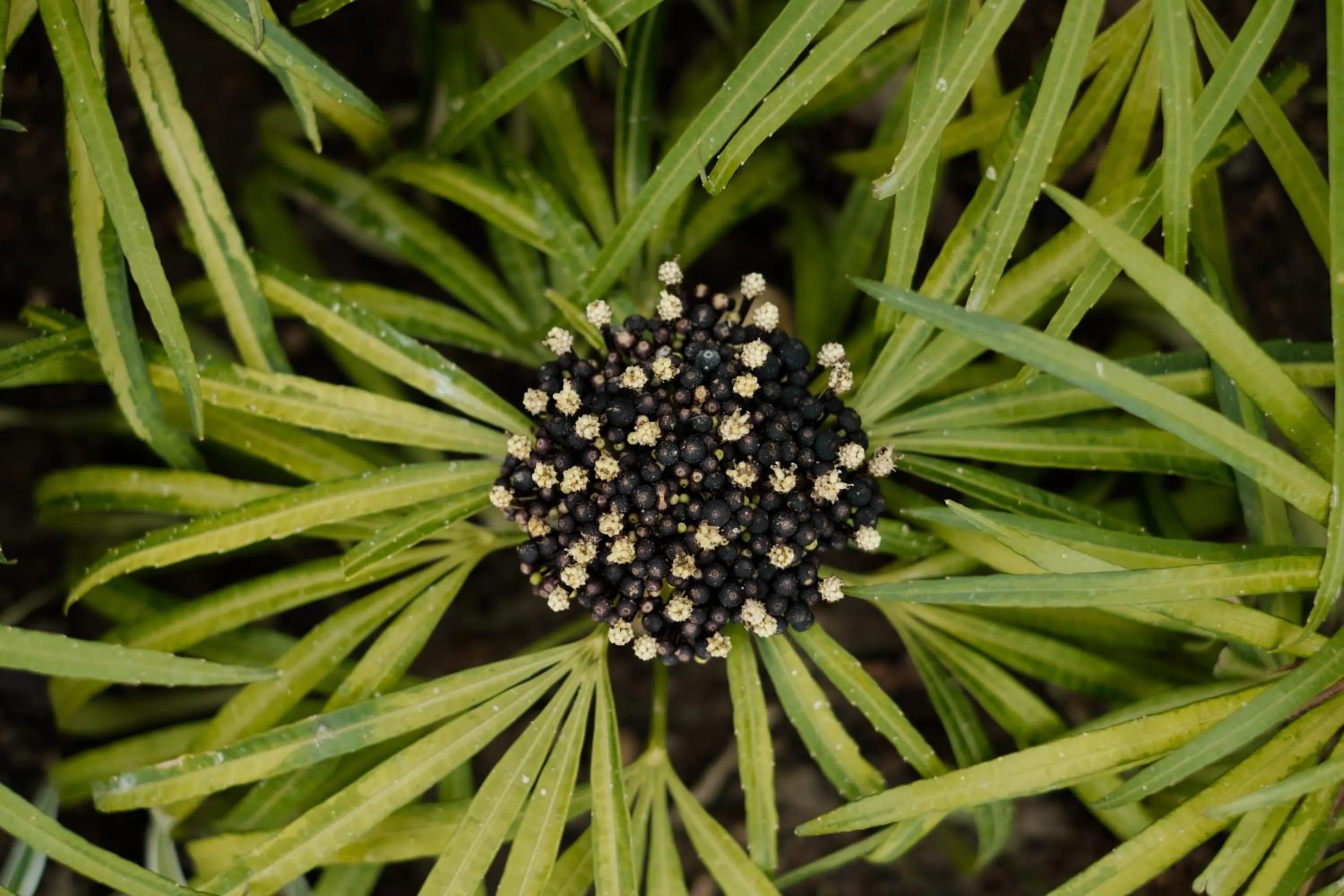 Garden in Villa Wananta