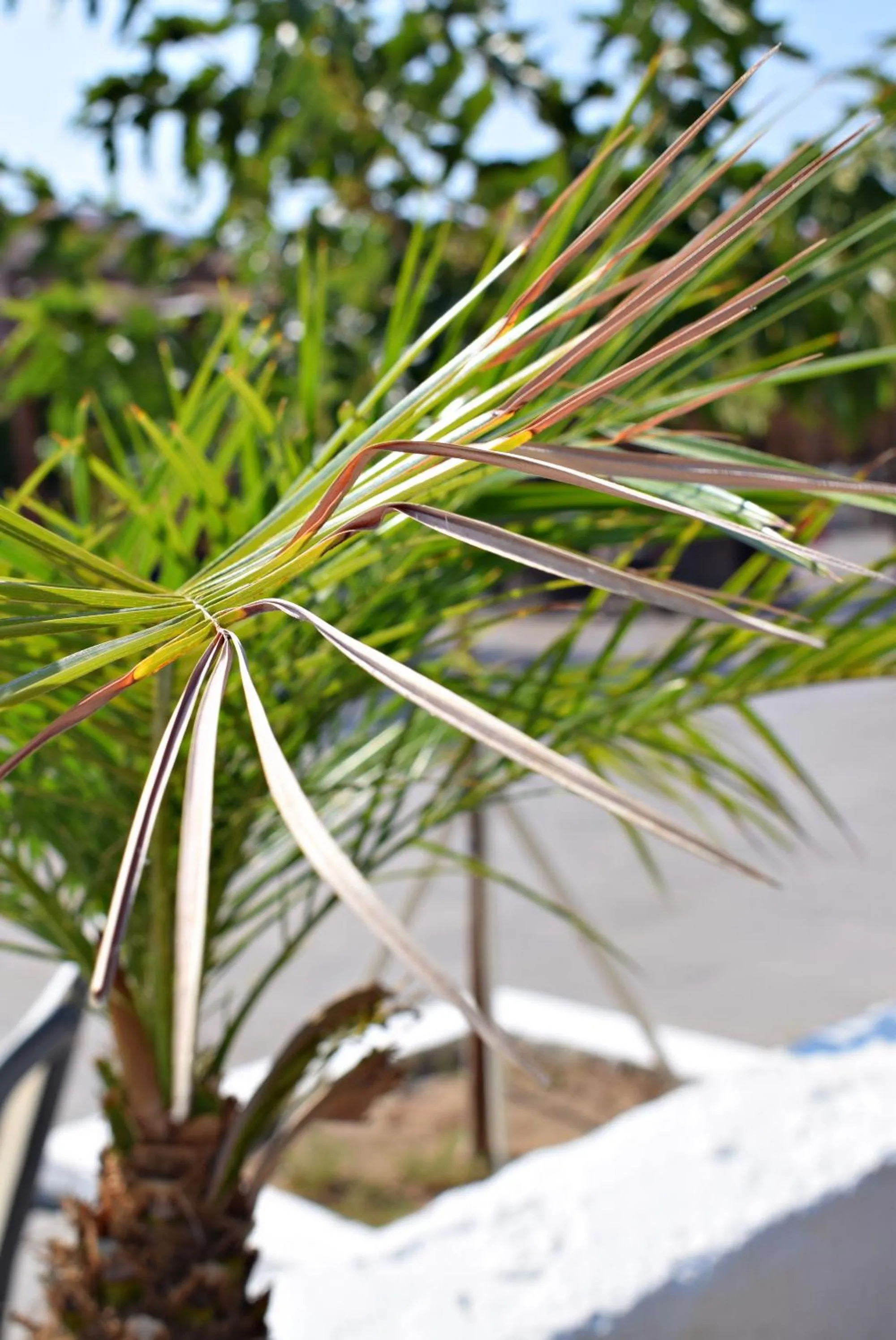 Garden in Sun Beach Lindos