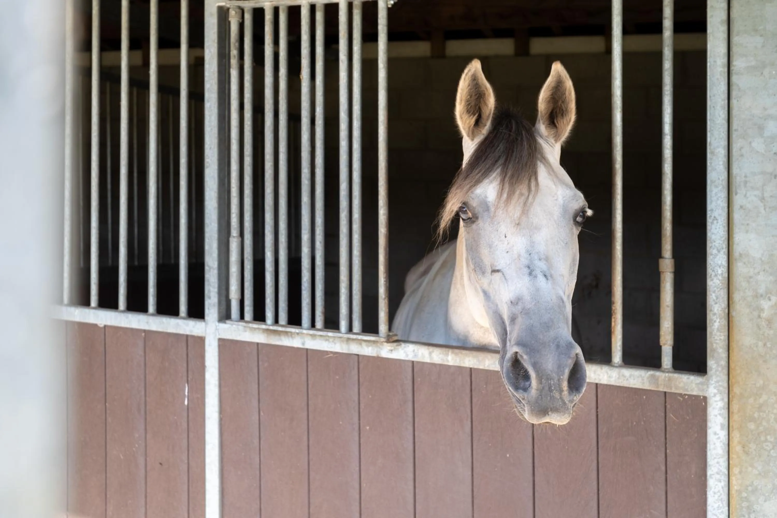 Horse-riding in B&B Punto Vélo