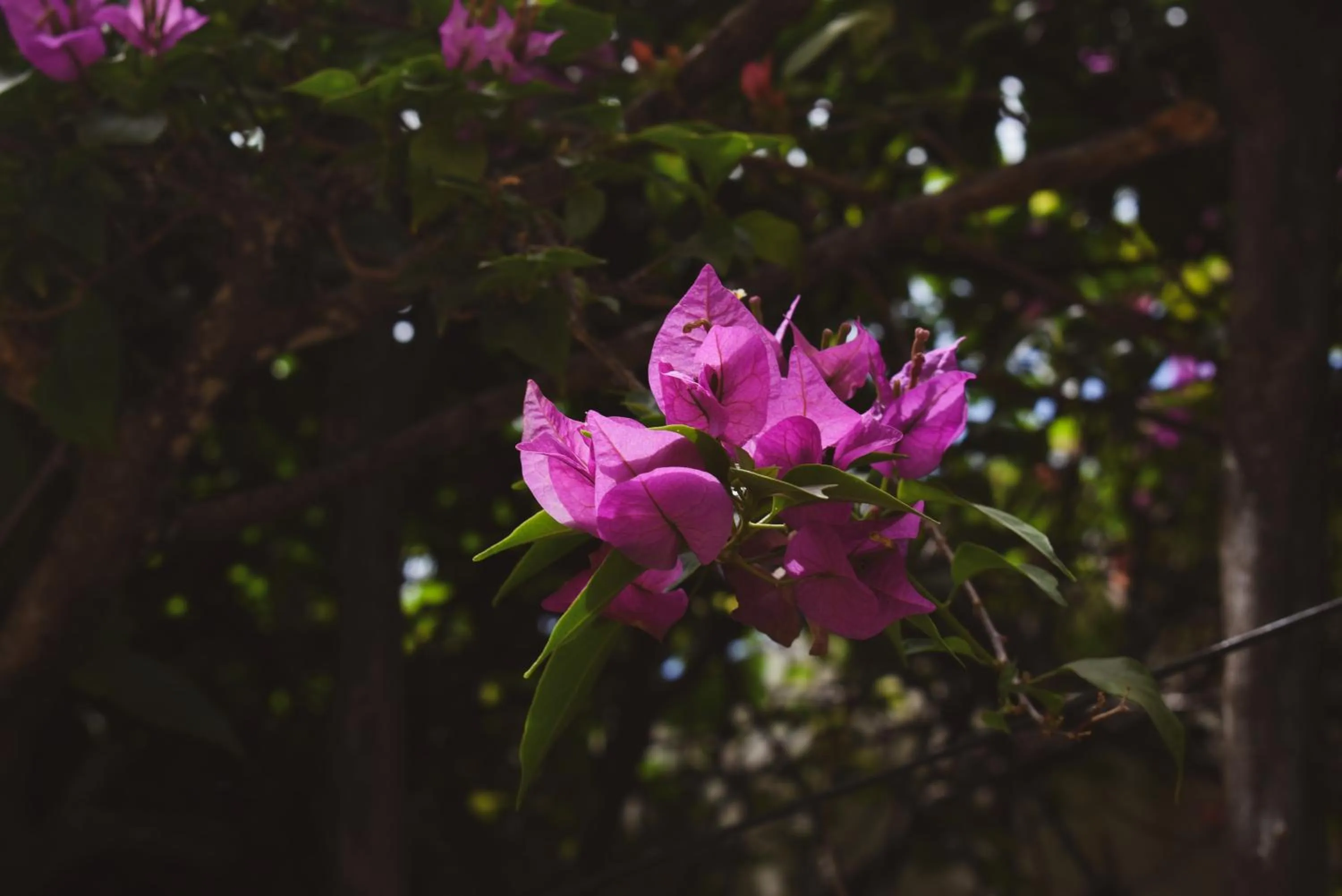 Garden in Hotel Boutique Bugambilias