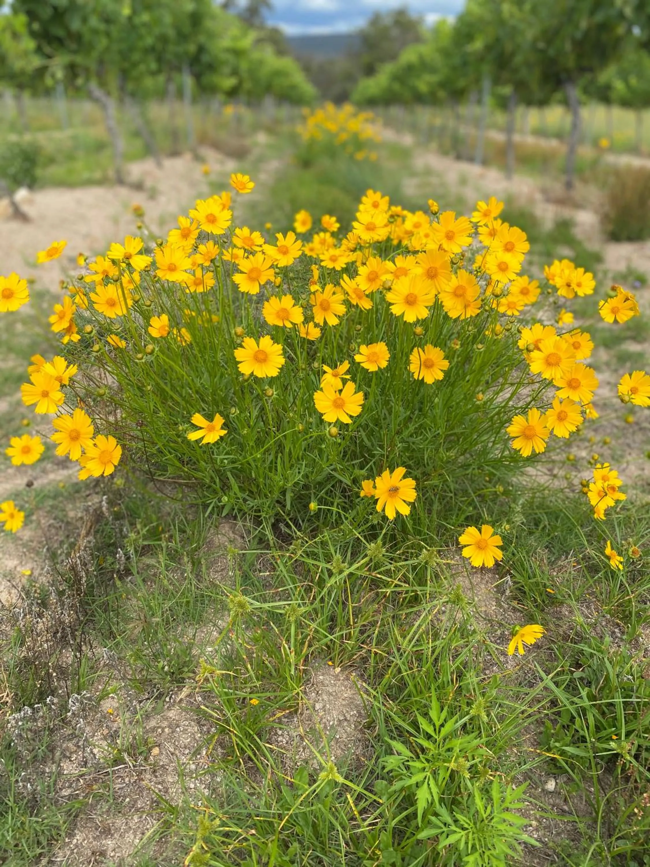 Natural landscape in Big Fella Wines & Farmstay