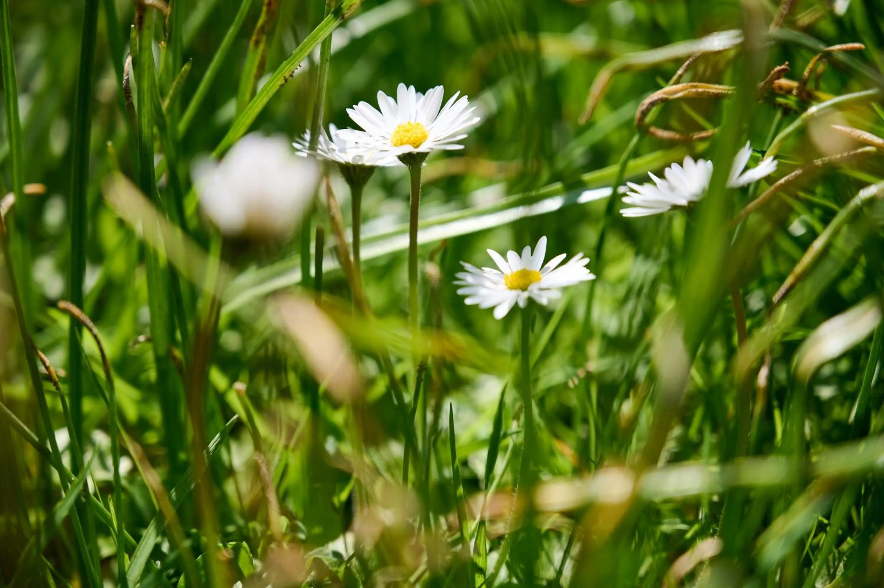 Property building in Hotel Morgensonne