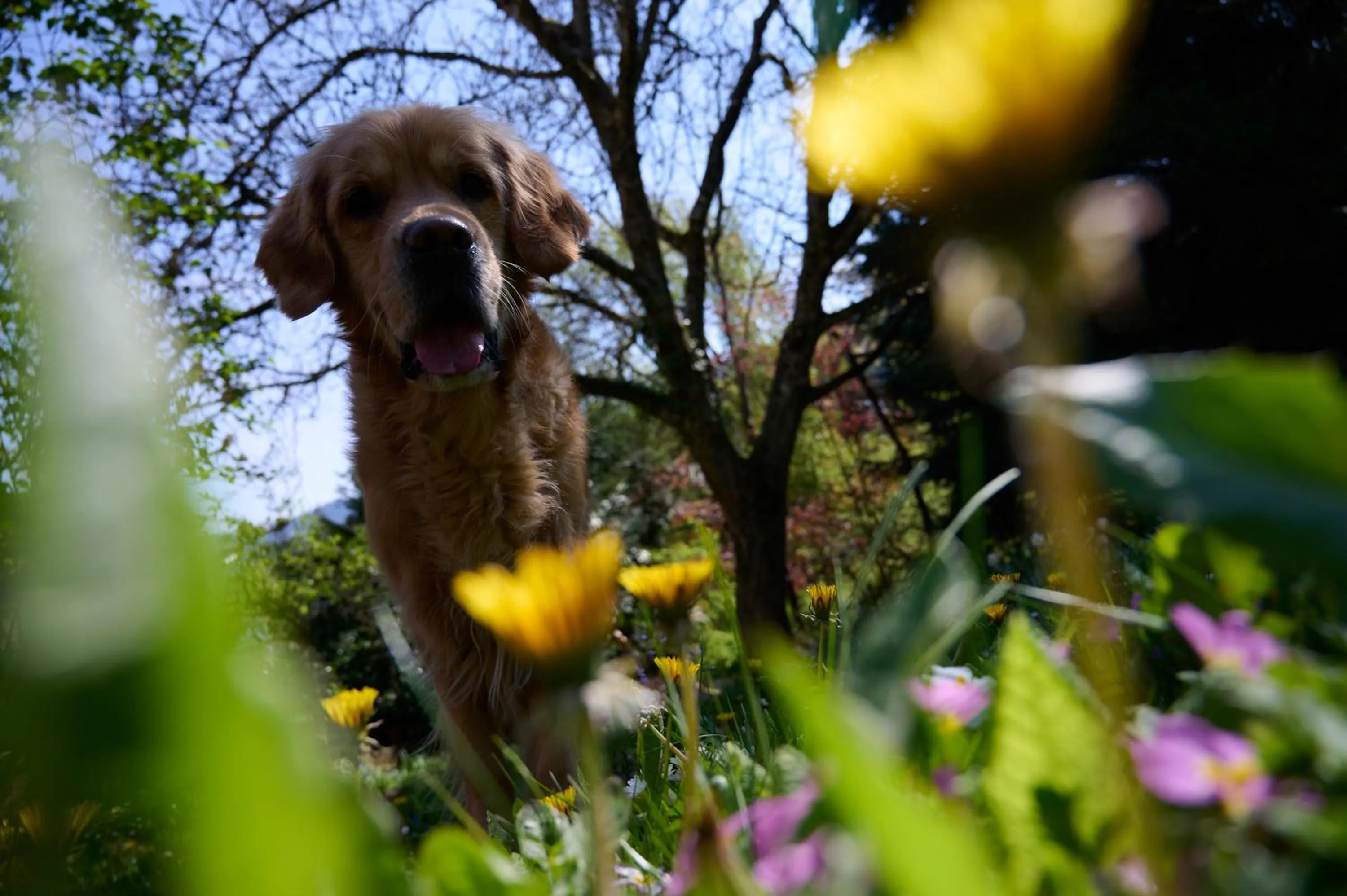 Property building in Hotel Morgensonne