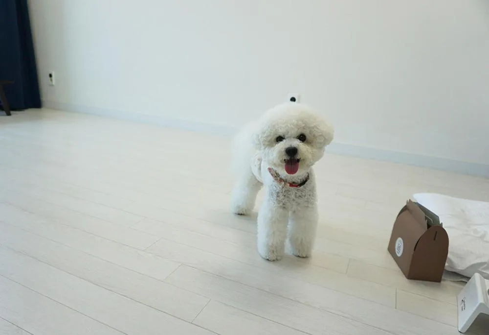 Pets in World Sky Residence Hotel