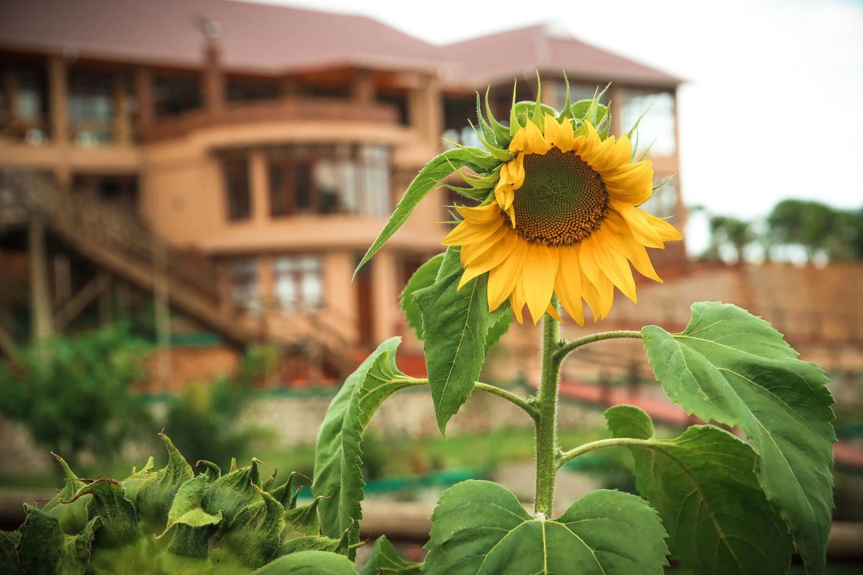 Garden in Ngorongoro Marera Mountain View Lodge