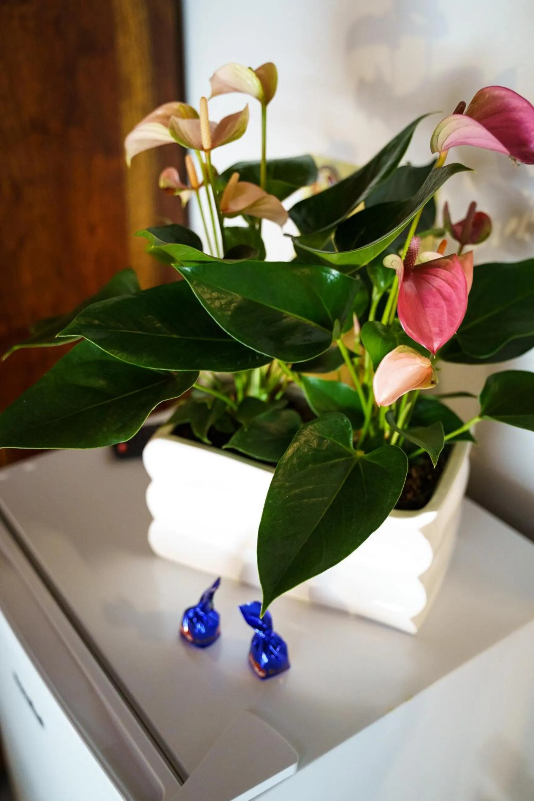 Property building in Sansi´s Sapri Camere