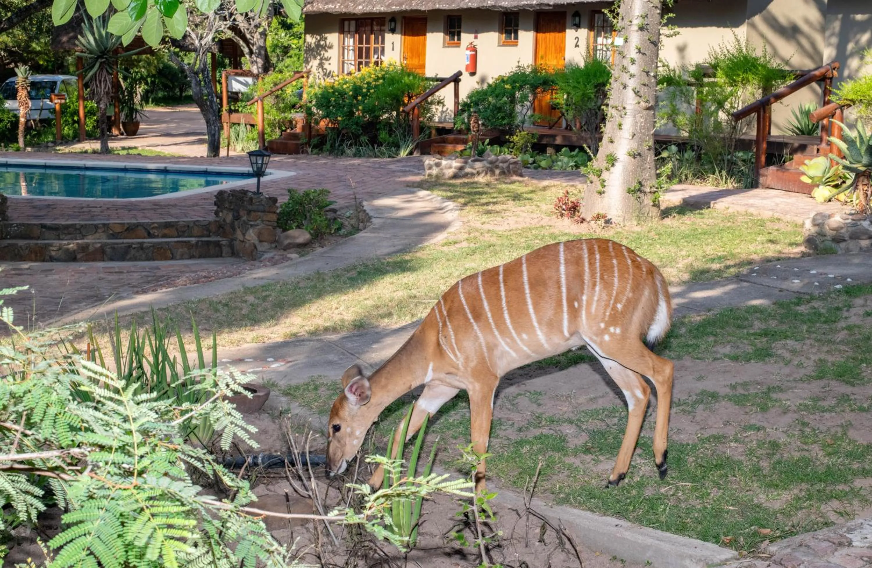 Animals in Thornhill Safari Lodge