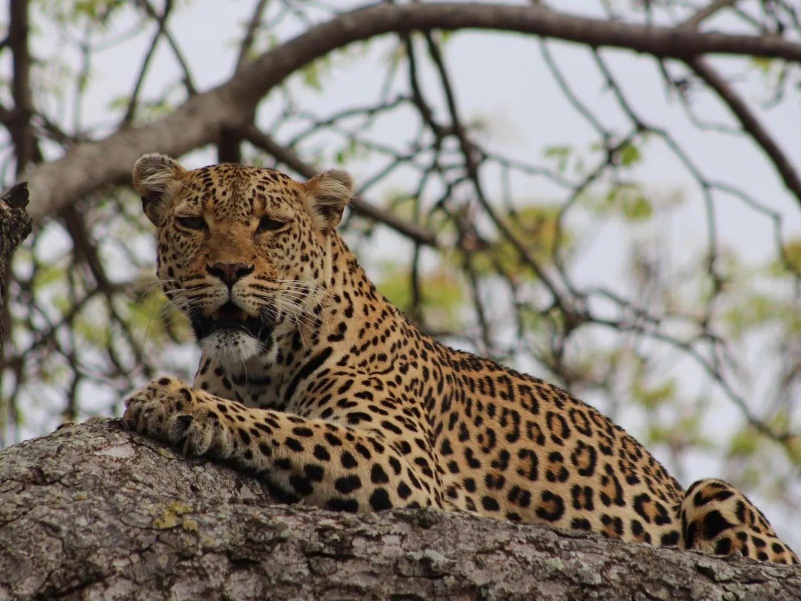 Animals in Thornhill Safari Lodge