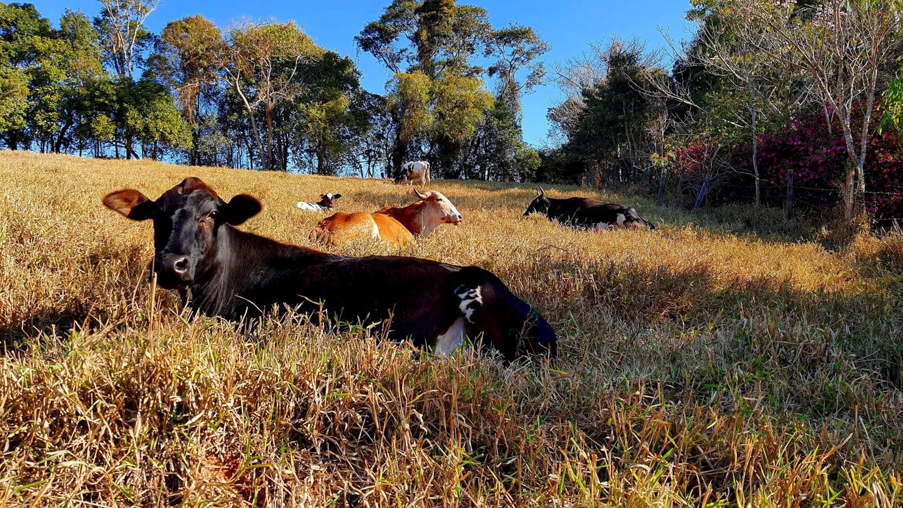 Animals in Sítio Belucci